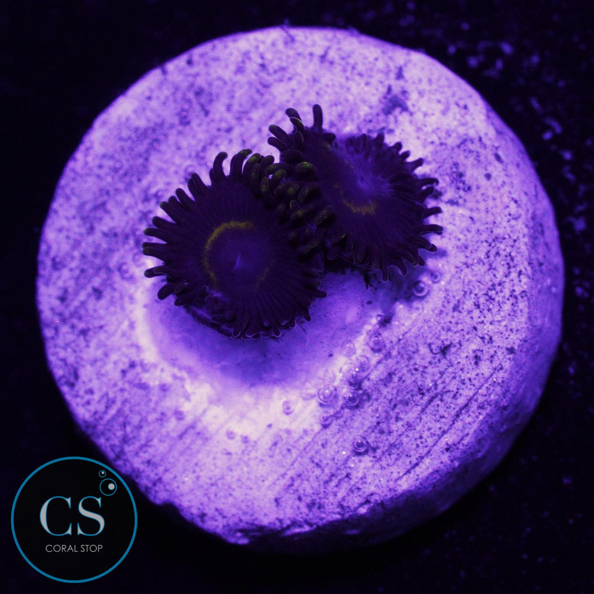 Purple Hornet Zoa