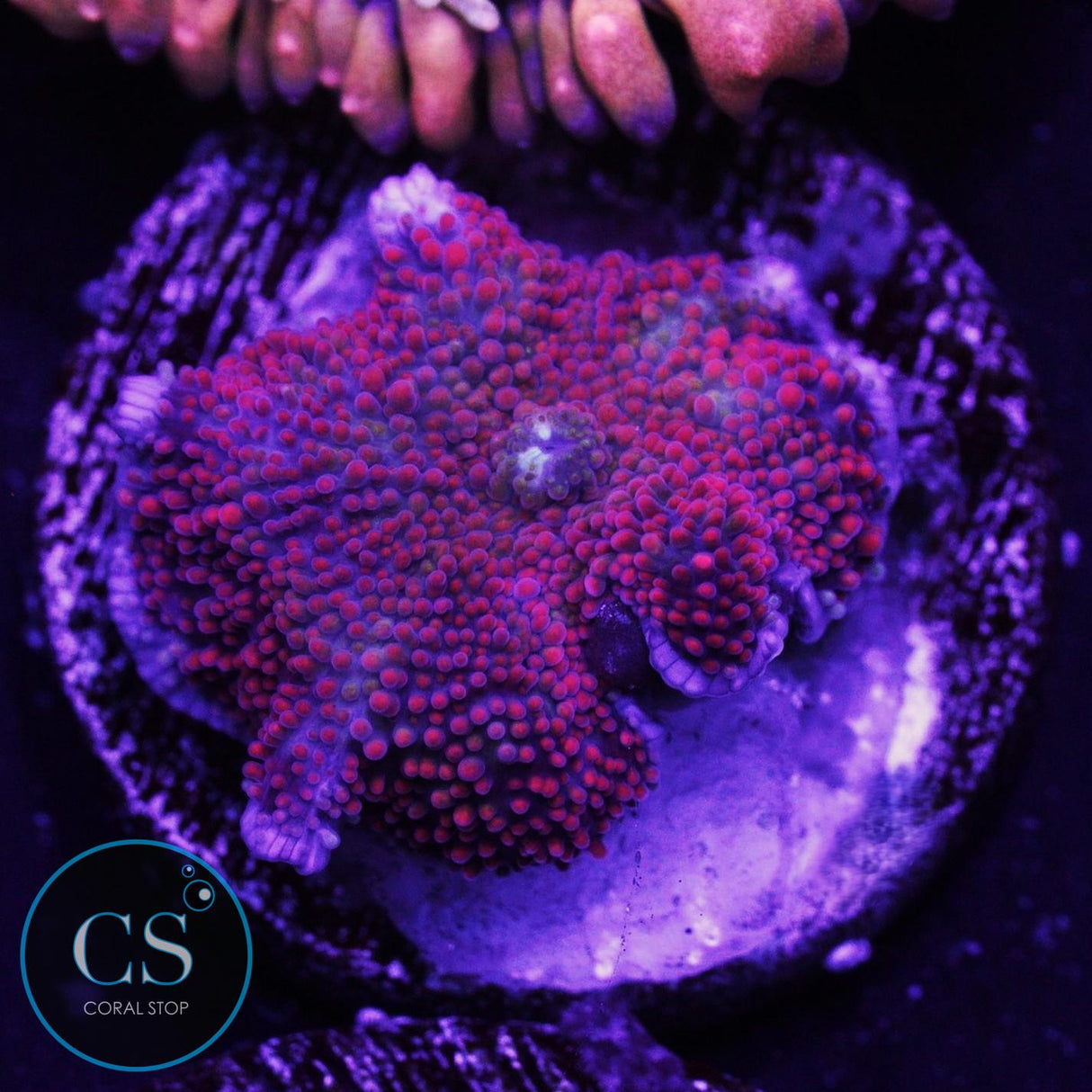 Interstellar Mushroom