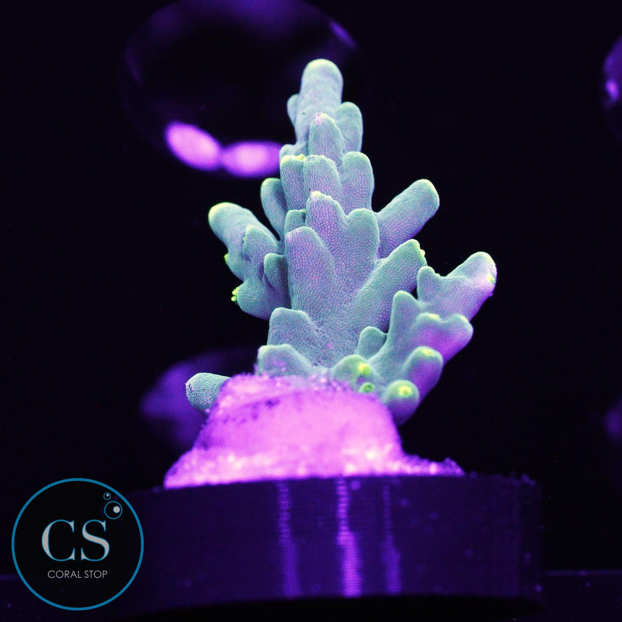 WWC Banana Peal Acro