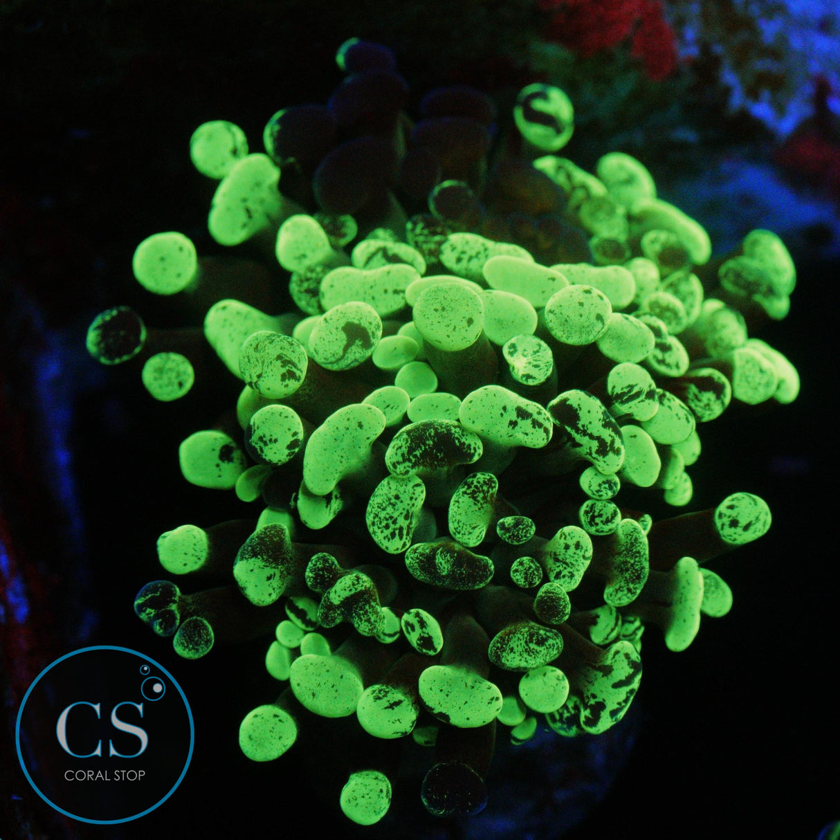 2 HEAD GREEN SPLATTER HAMMER