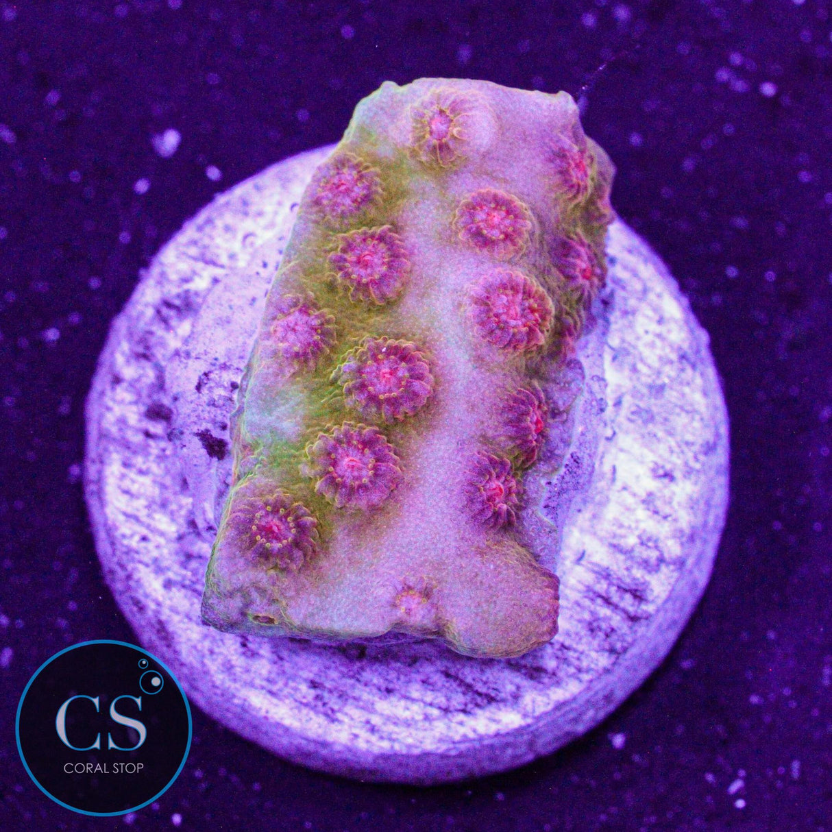 Blazing Sun Cyphastrea