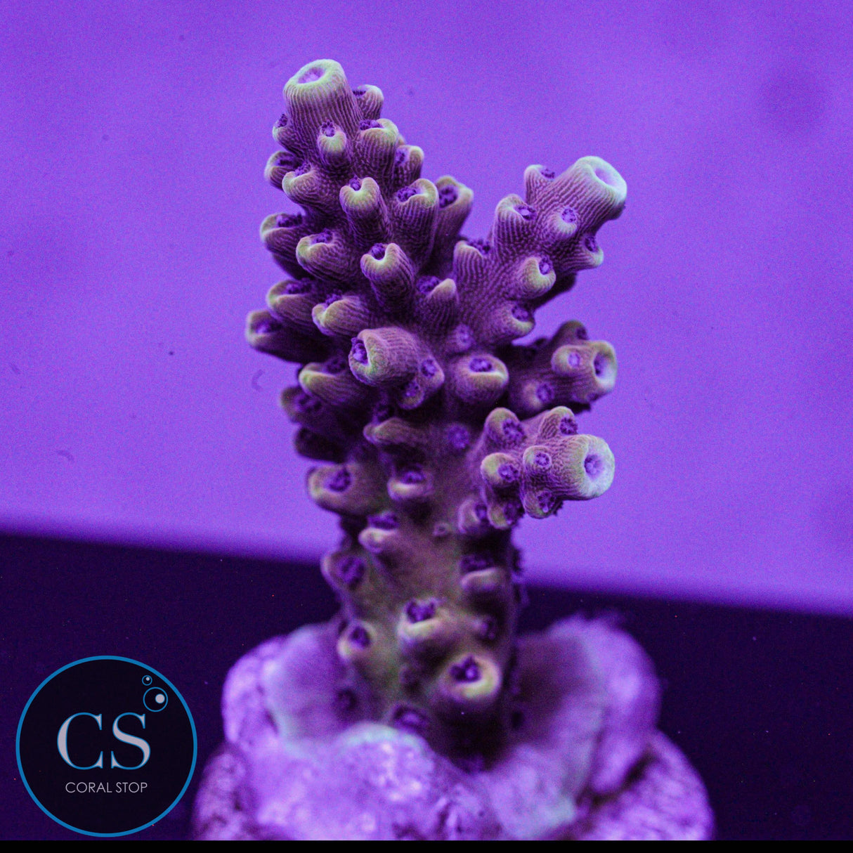 Pink Cadillac Acro