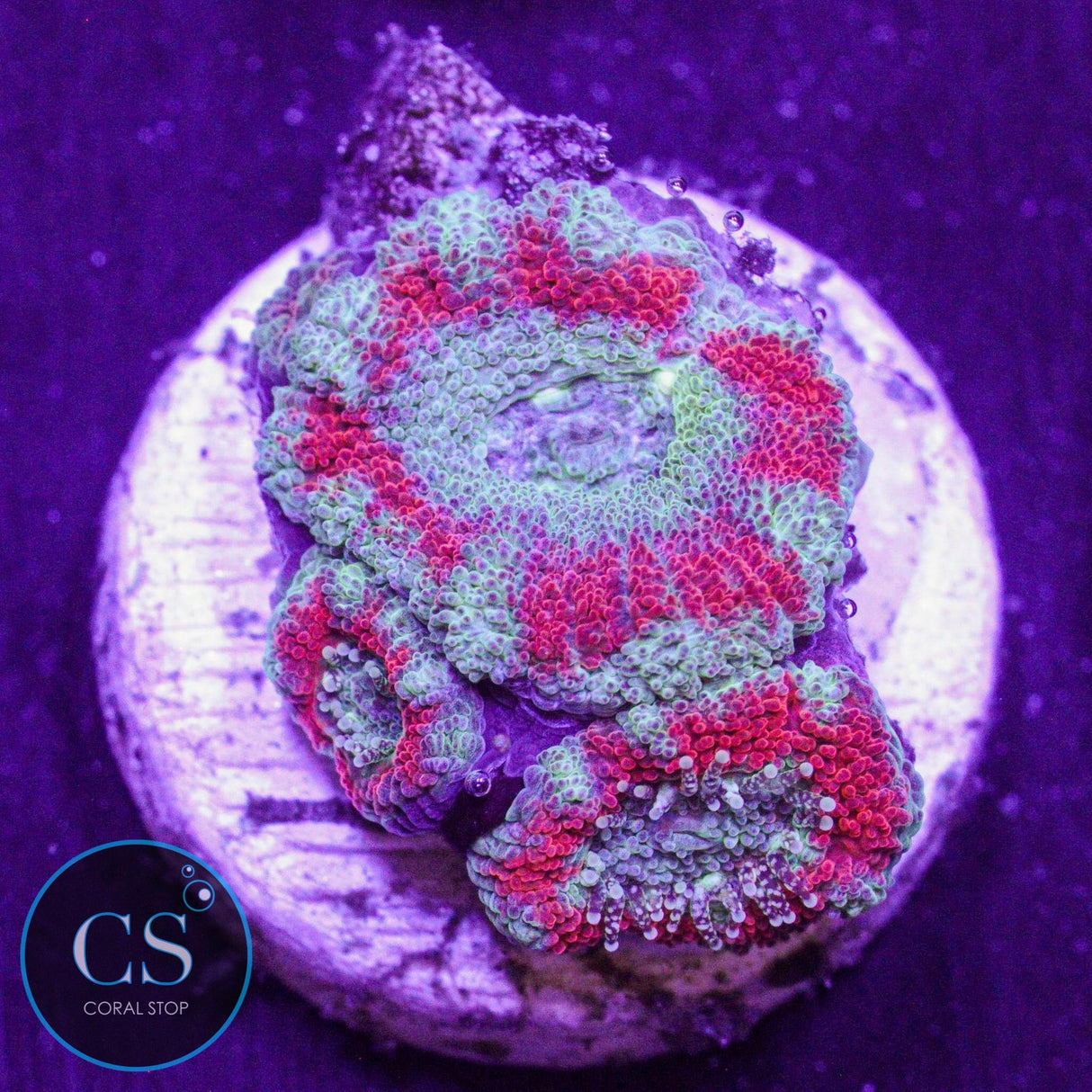 Demon Dungeon Asian Acan