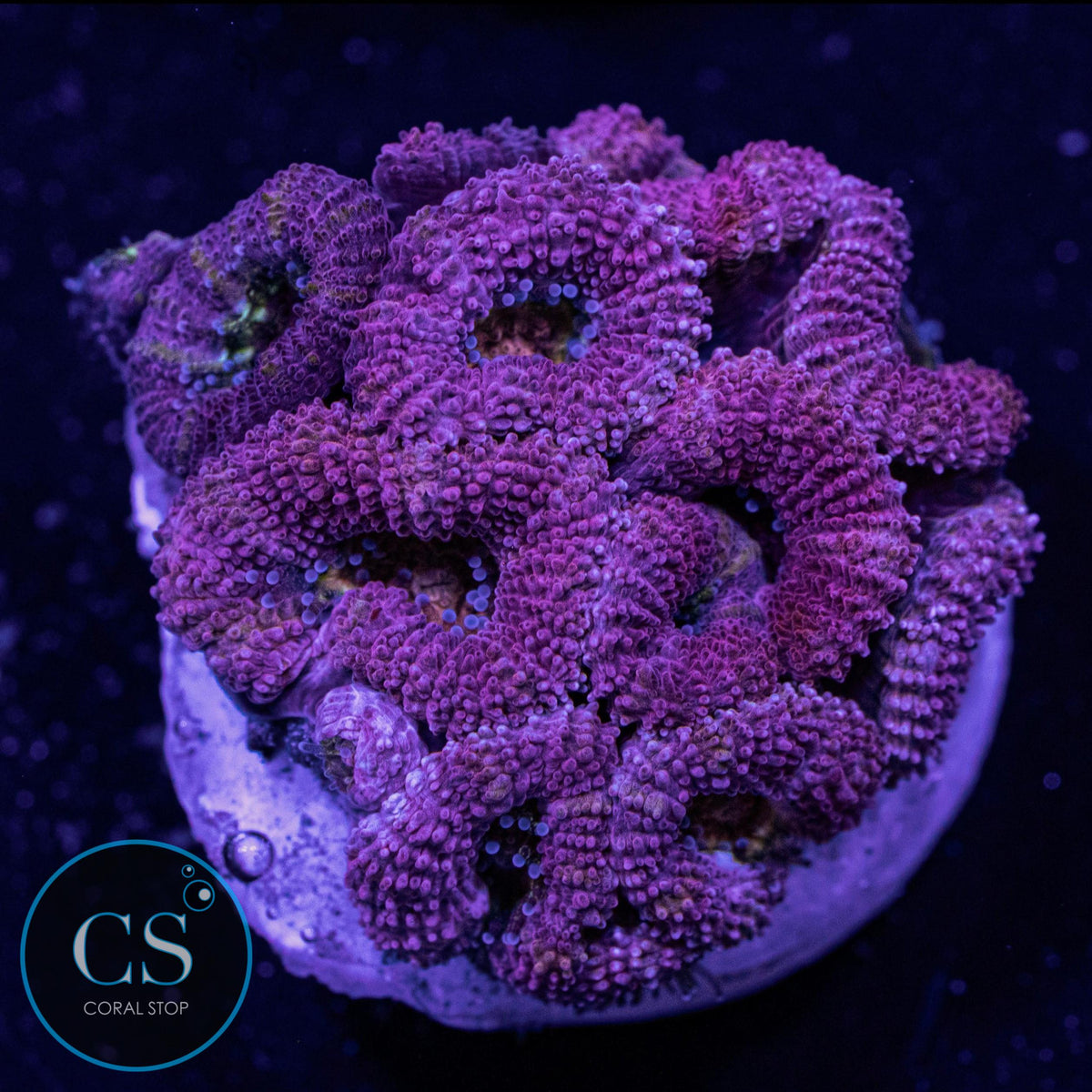 Pink Micromussa