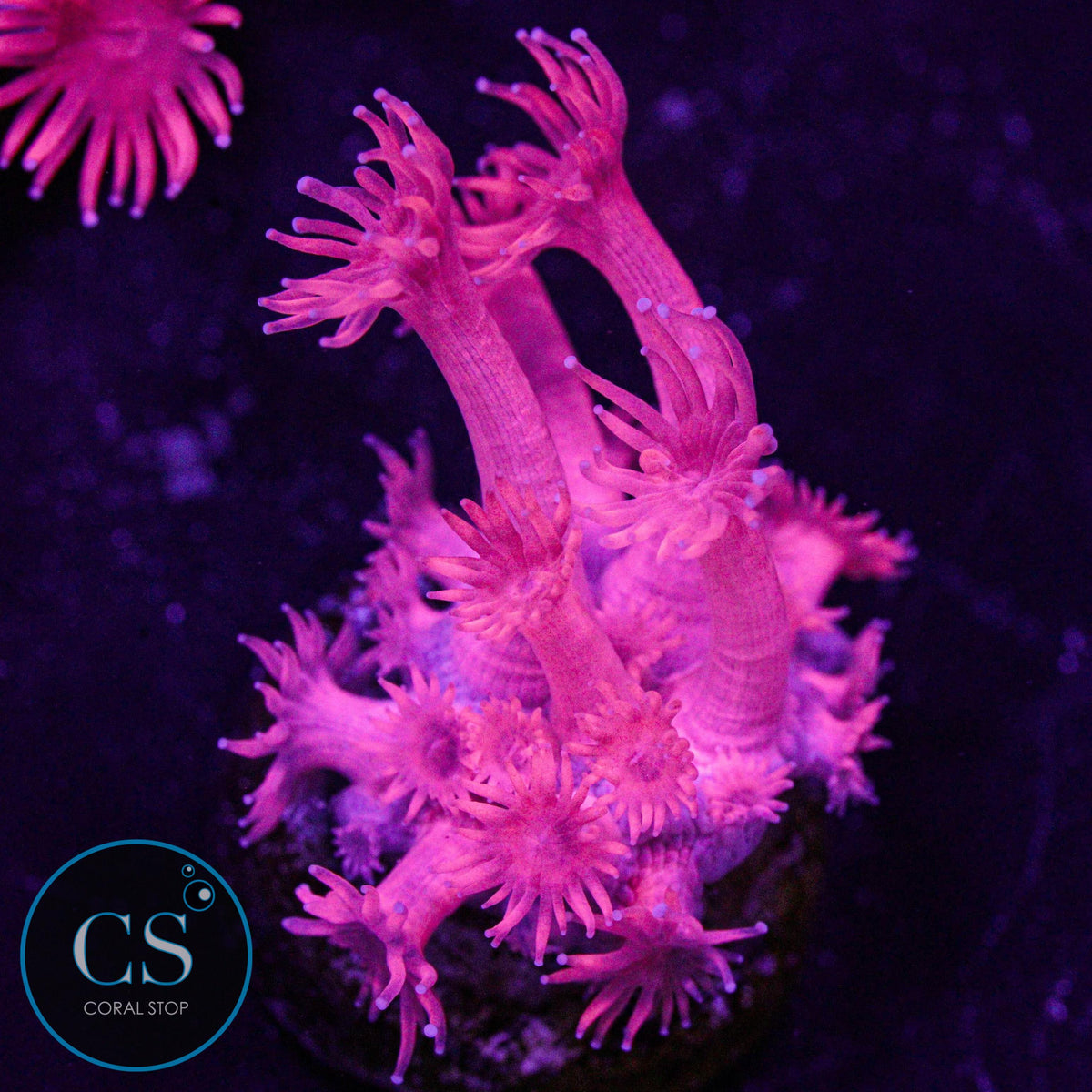 Fuchsia Red Goni