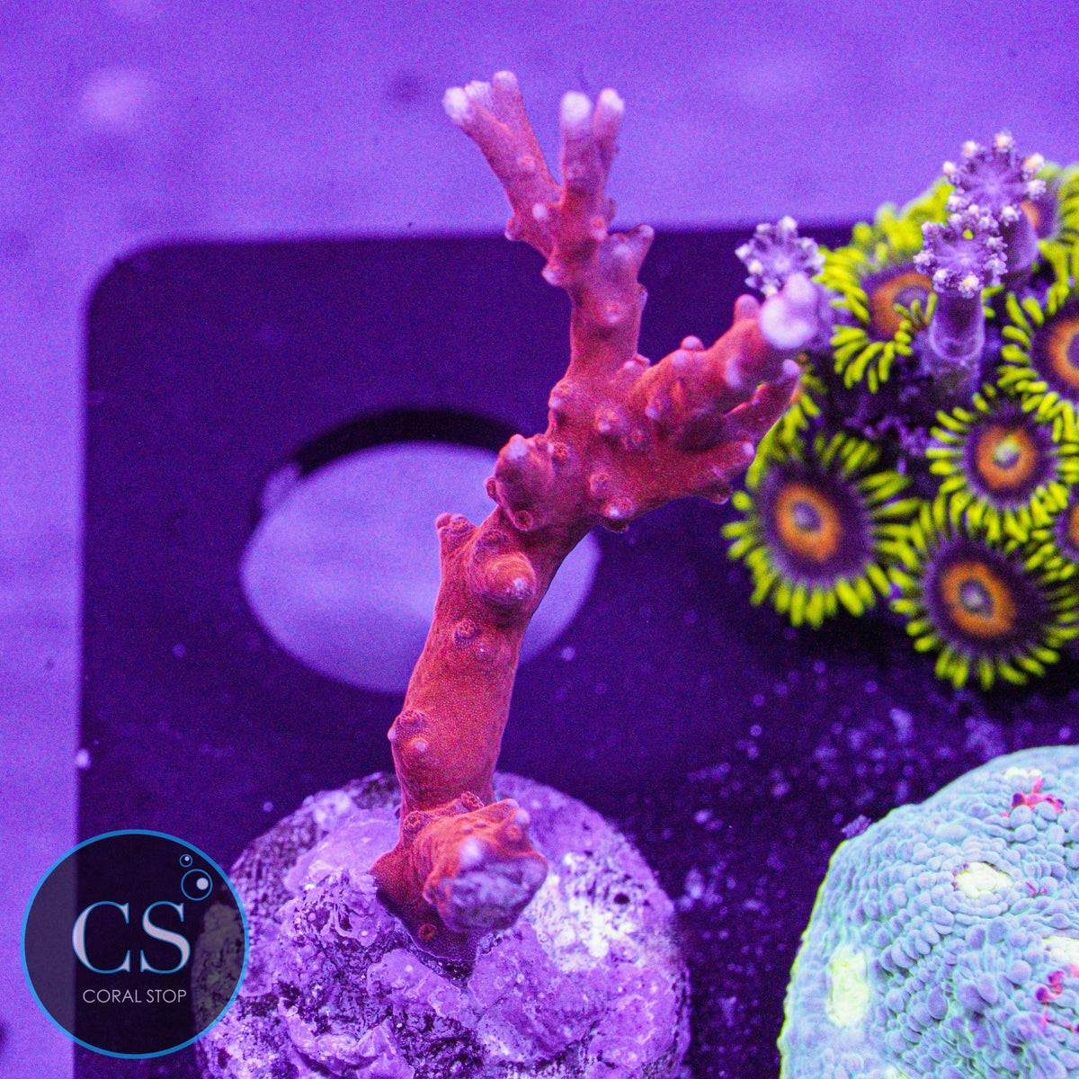 JF TNT Anacropora