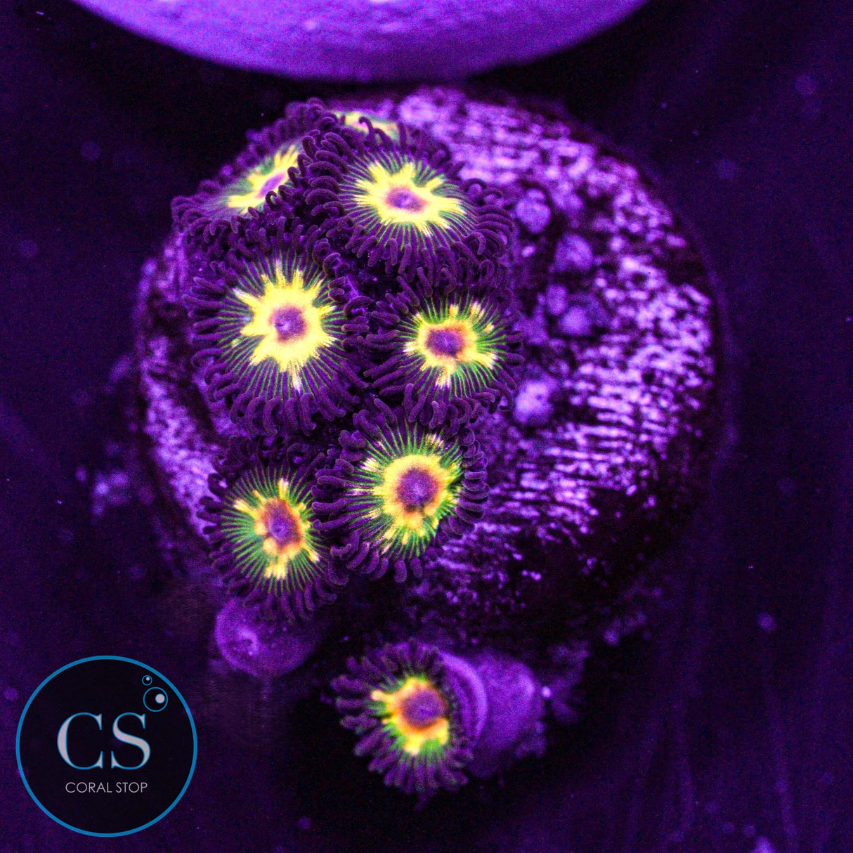 Jurassic Park Zoa