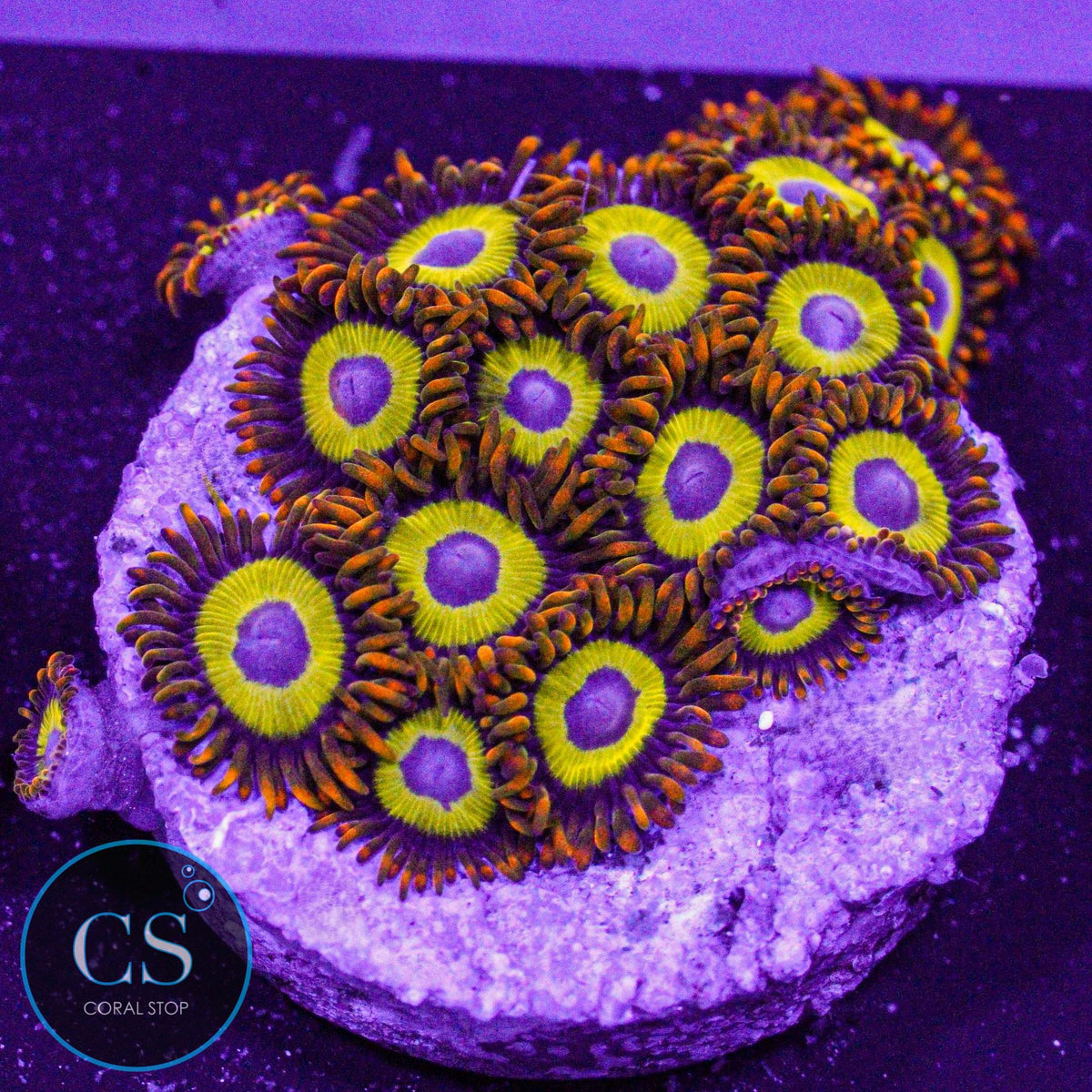 Fruit Loops Zoa