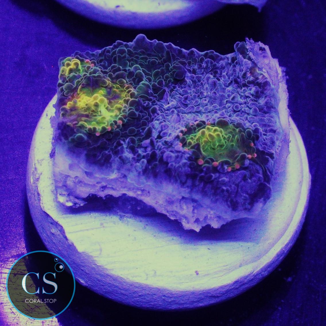 NEW RELAESE FROSTBYTE RAINBOW CHALICE