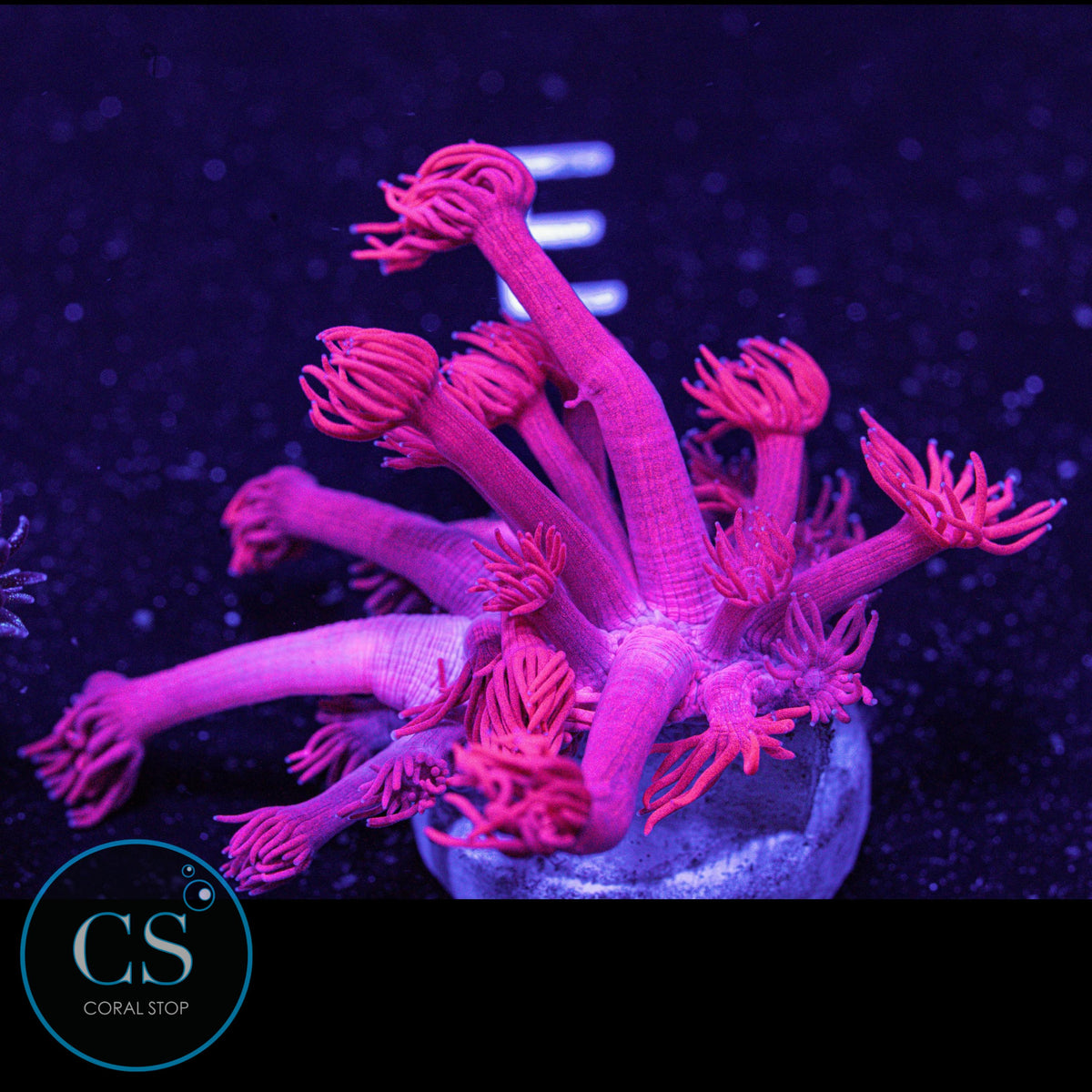 Fuchsia Red Goniopora