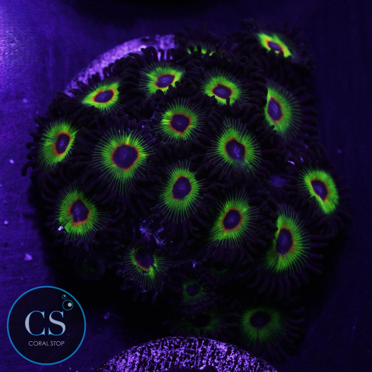 WWC Bob Marley Zoa