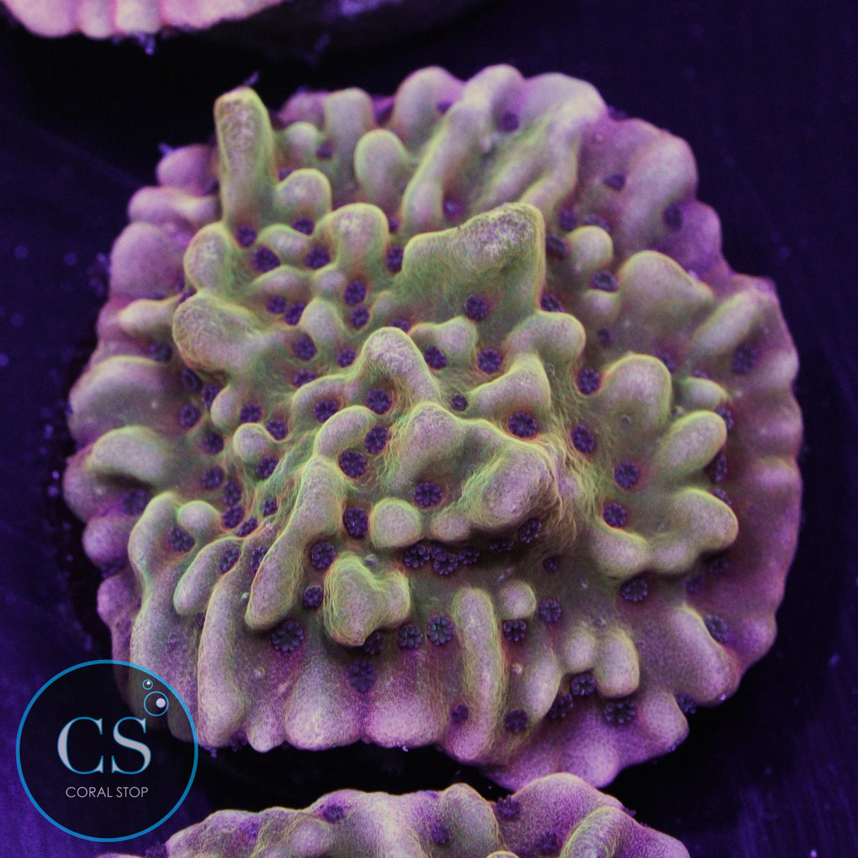 Scatter Brain Montipora