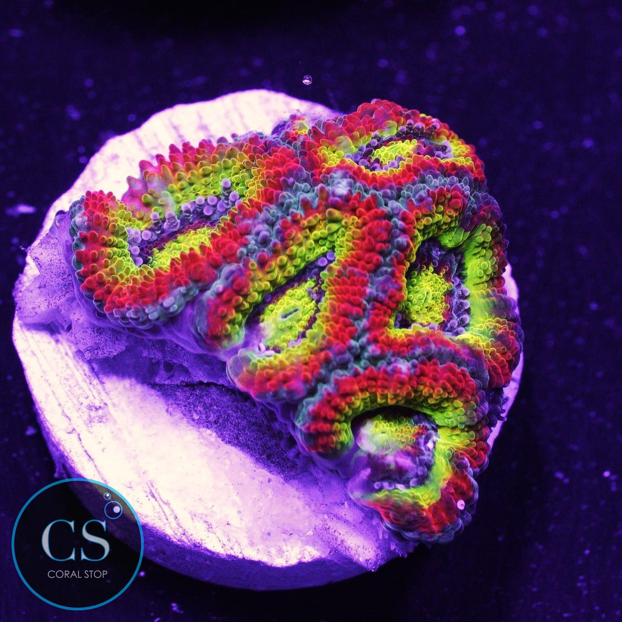 Holy Grail Micromussa