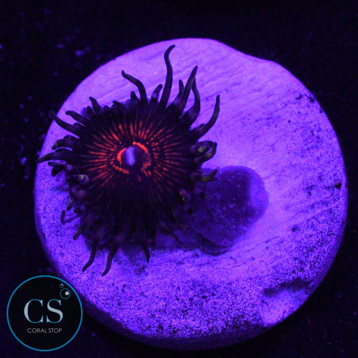 NIGHTCRAWLER ZOA