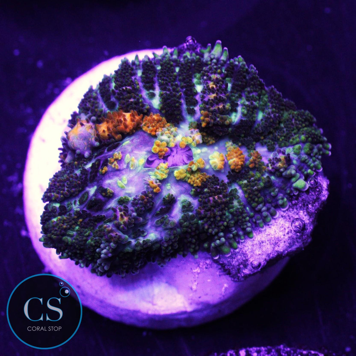 Powerball Bounce Mushroom