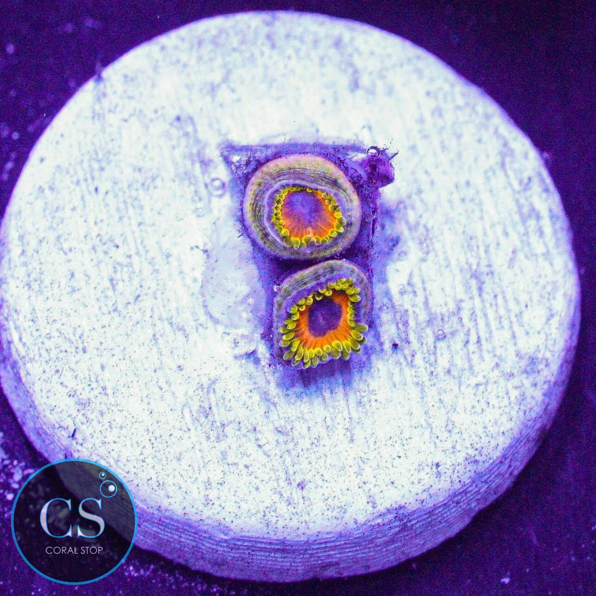 Great Owl Zoa