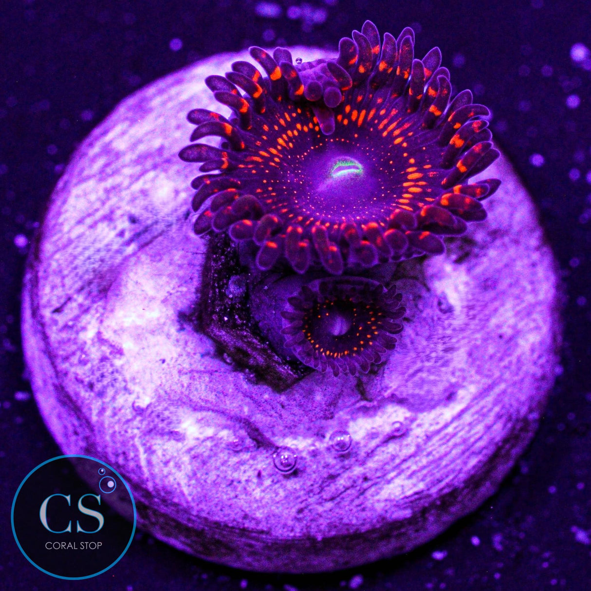 WWC Illuminati Zoa