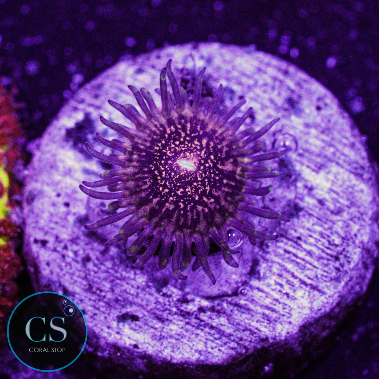 Gizmo Zoa