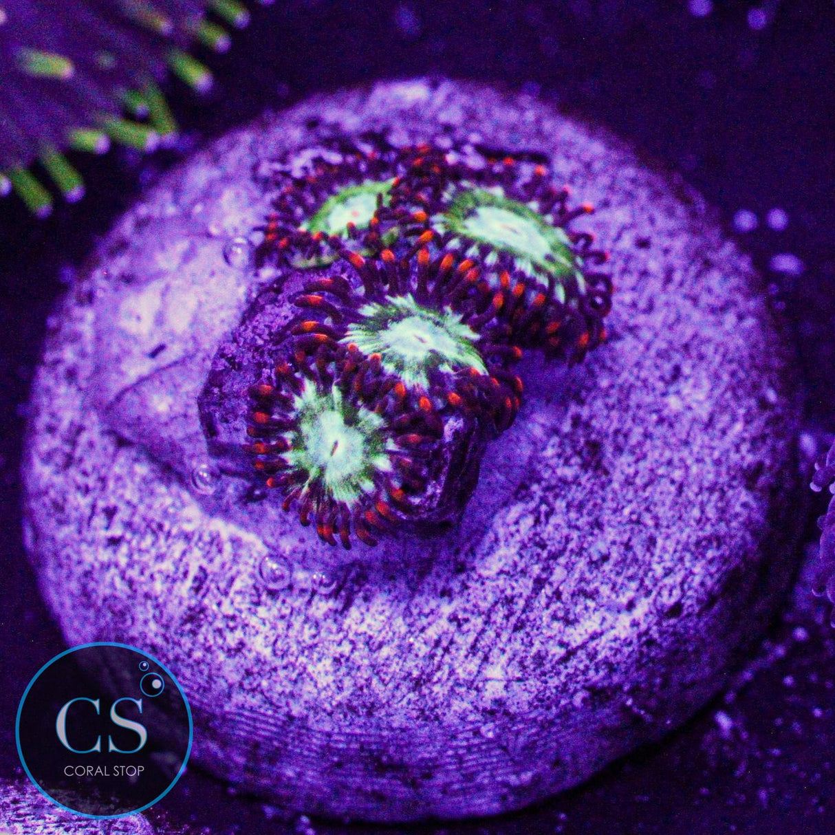 WWC Viridian Zoa