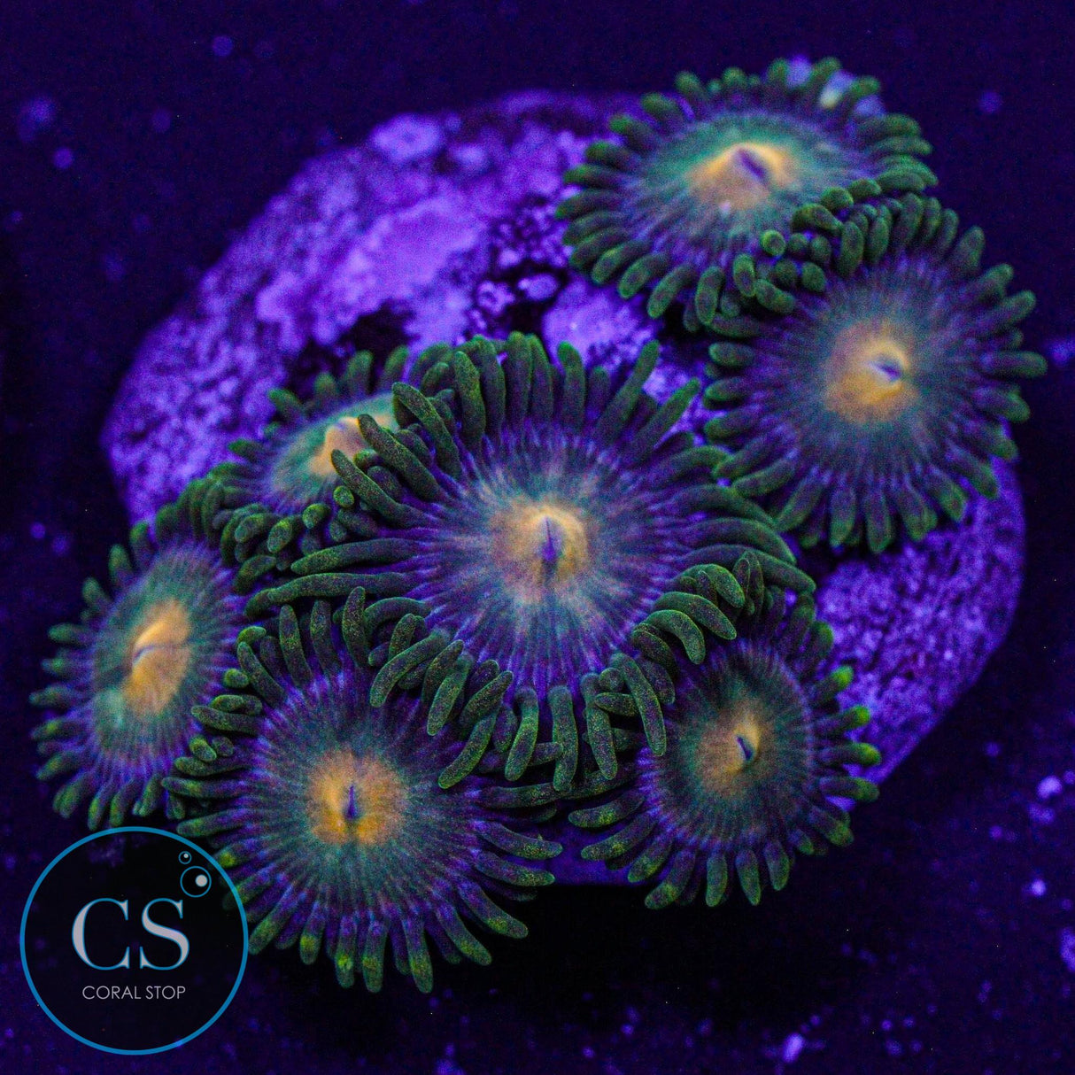 Green Bay Packers Zoa