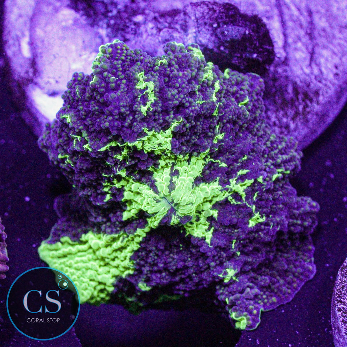 Kryptonite Jawbreaker Mushroom