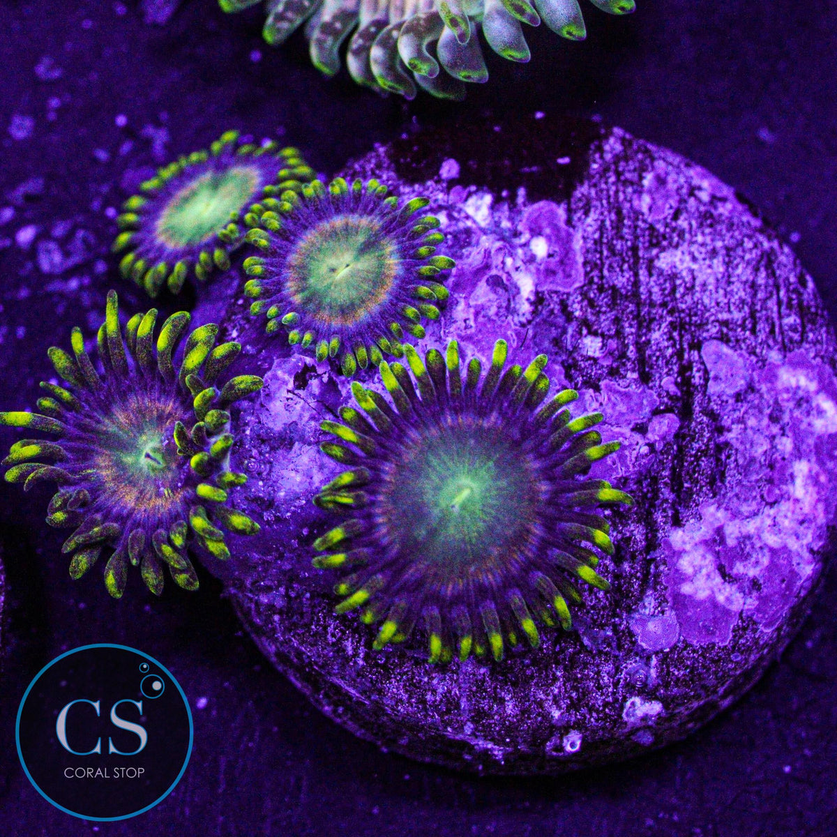 Radioactive Dragon Eye Zoa