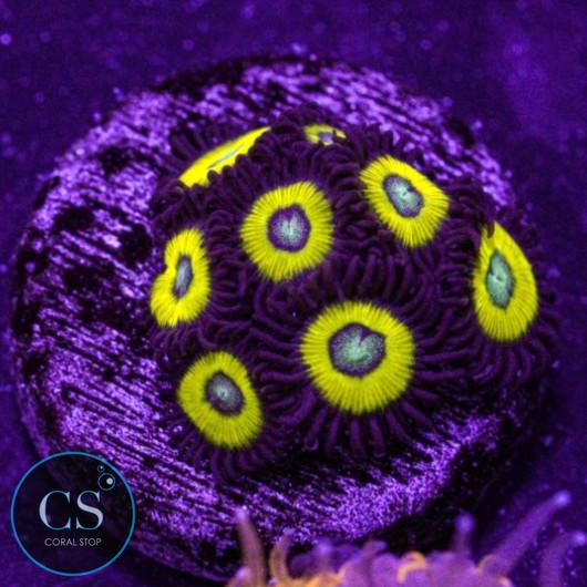 Belladonna Zoa