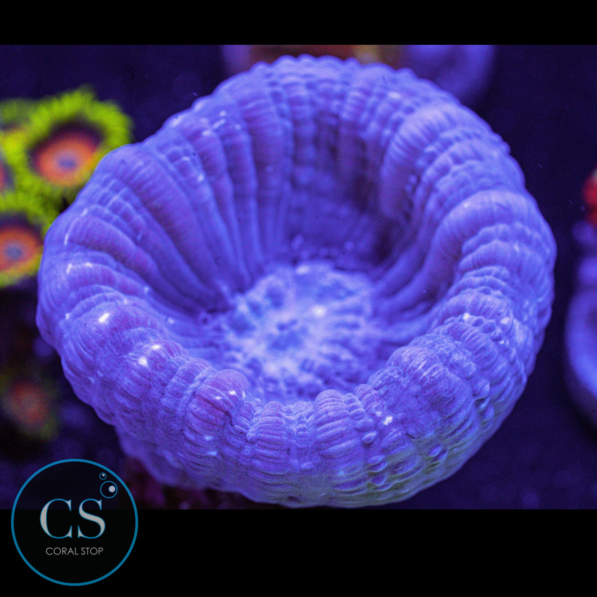 Reef Builders Giant Purple Candy Cane