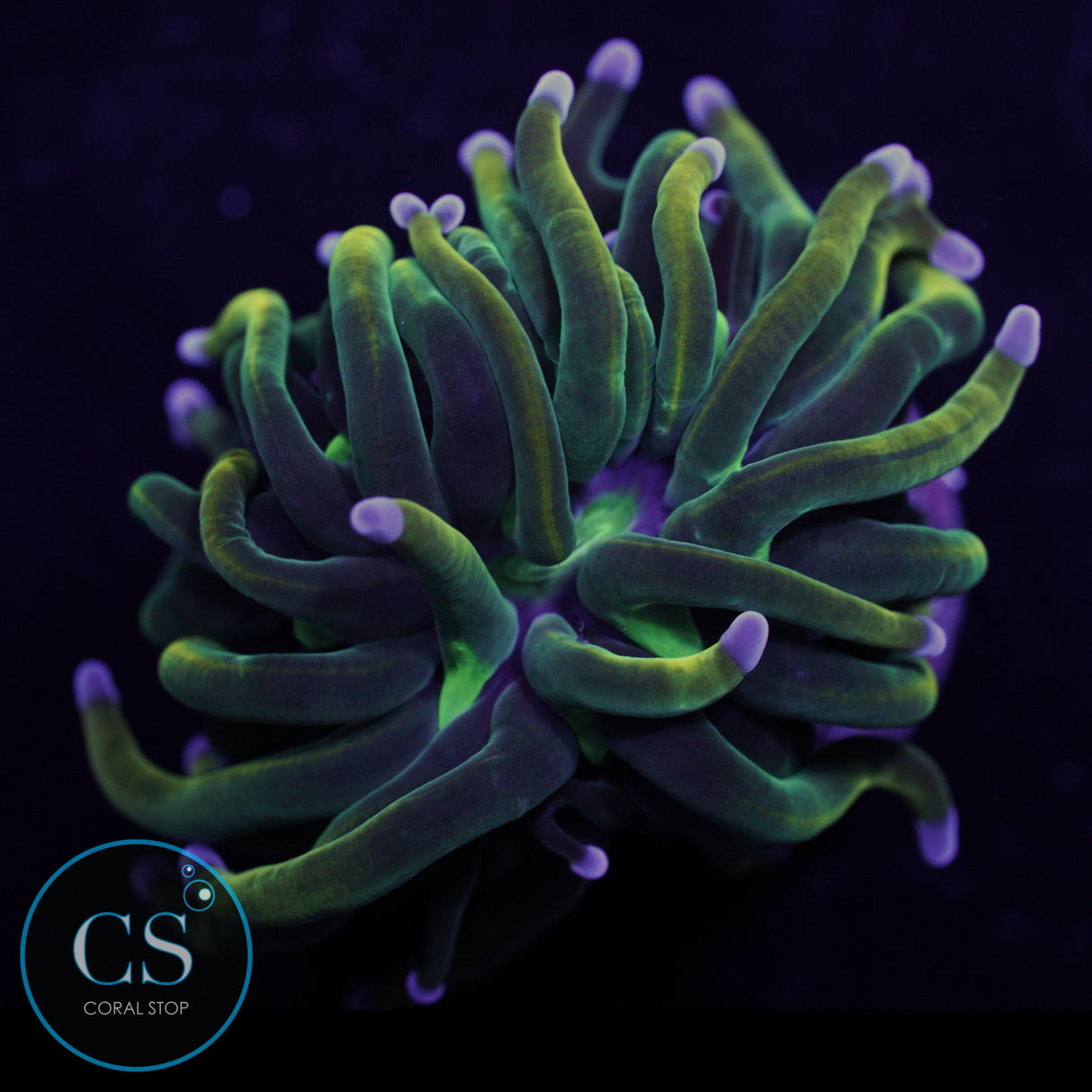 ULTIMATE DRAGON TAMER TORCH