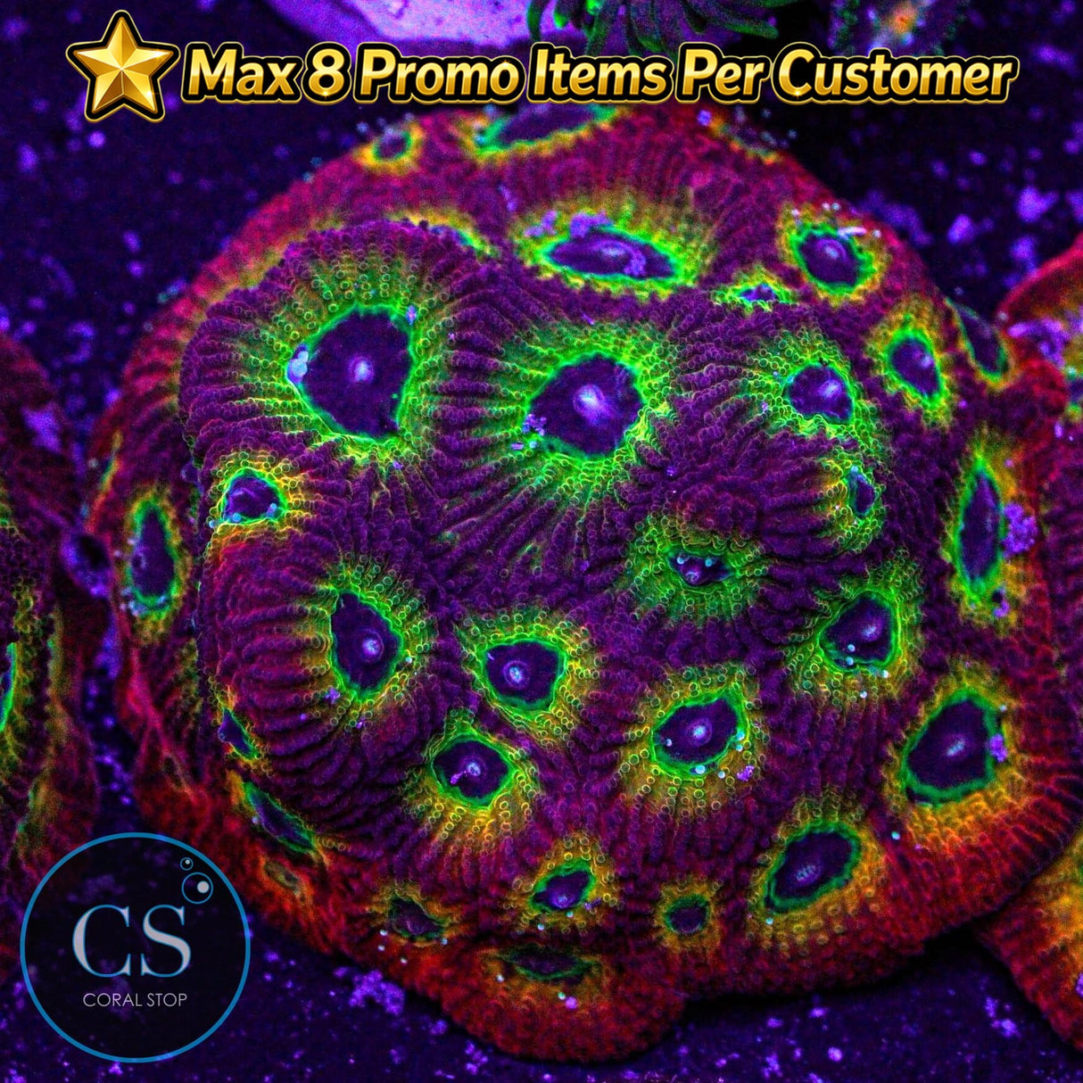 JF Spicy Lemon Favia