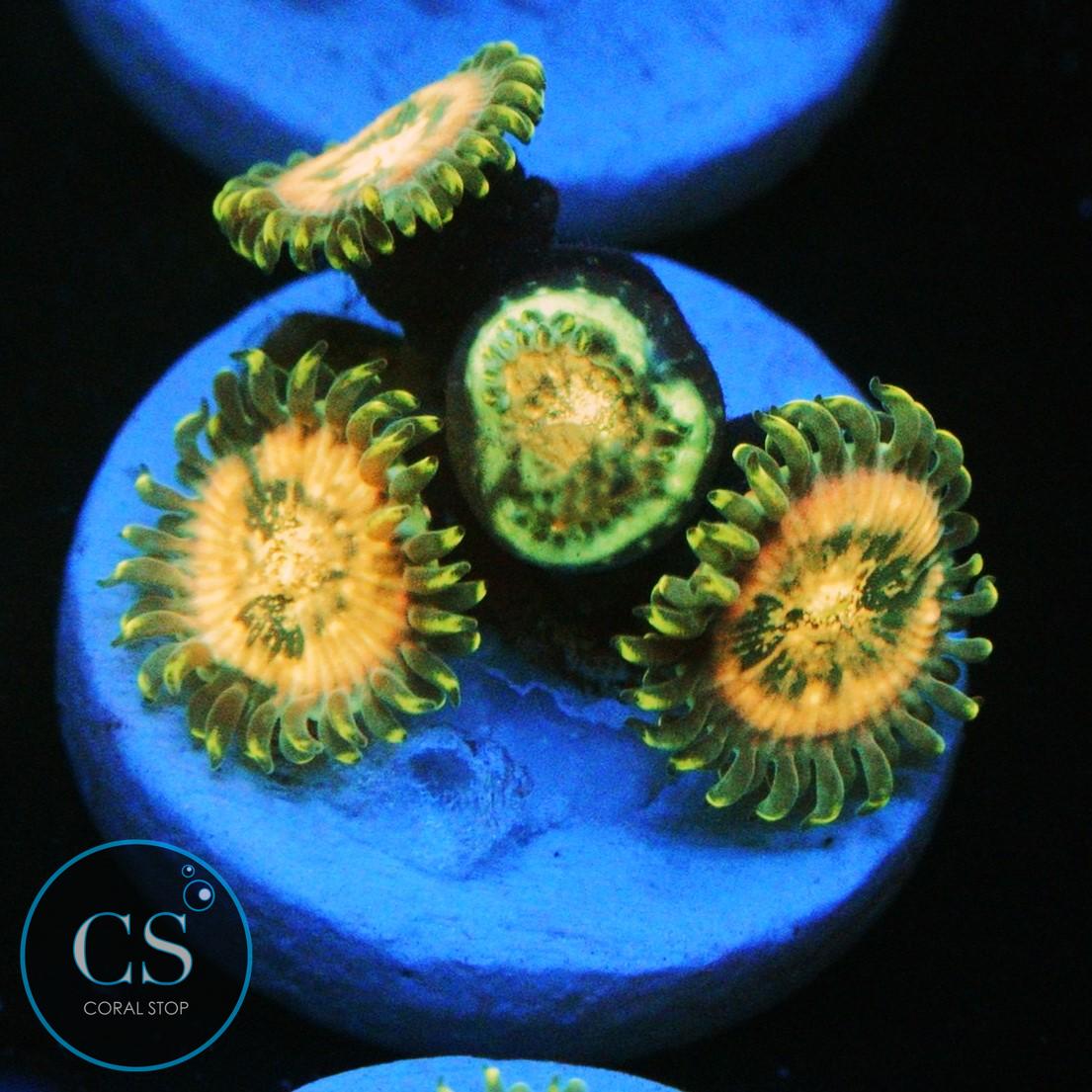 HAWAIIAN DING DANG ZOA