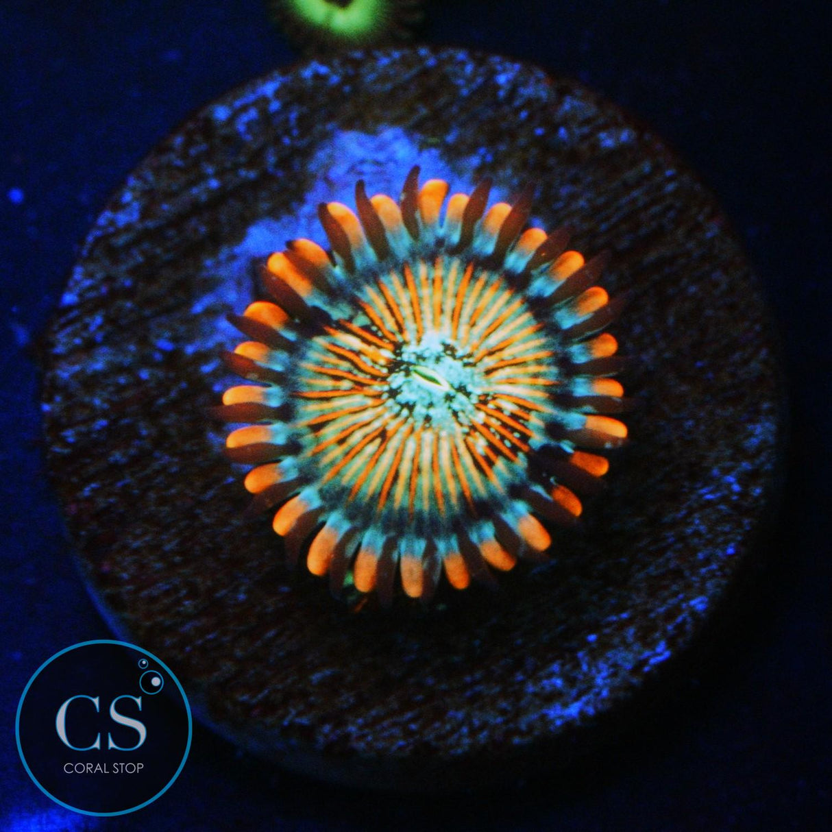 CB WHITE ZOMBIES ZOA