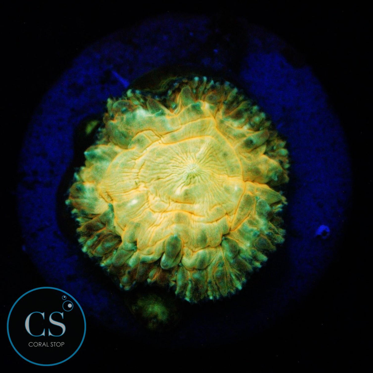 NEW RELEASE CS KIWI CRUSH BLASTO