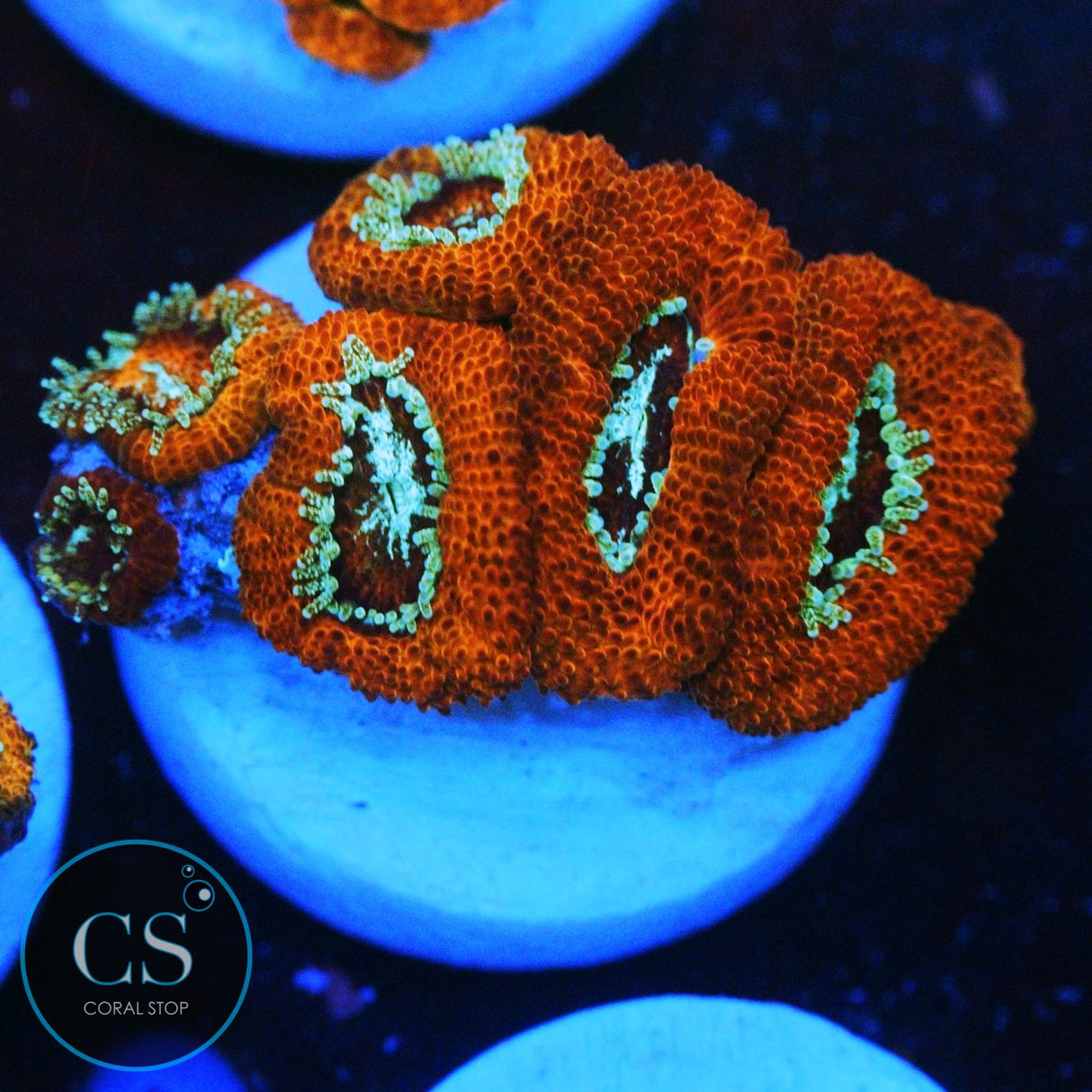 GAS LIGHT MICROMUSSA