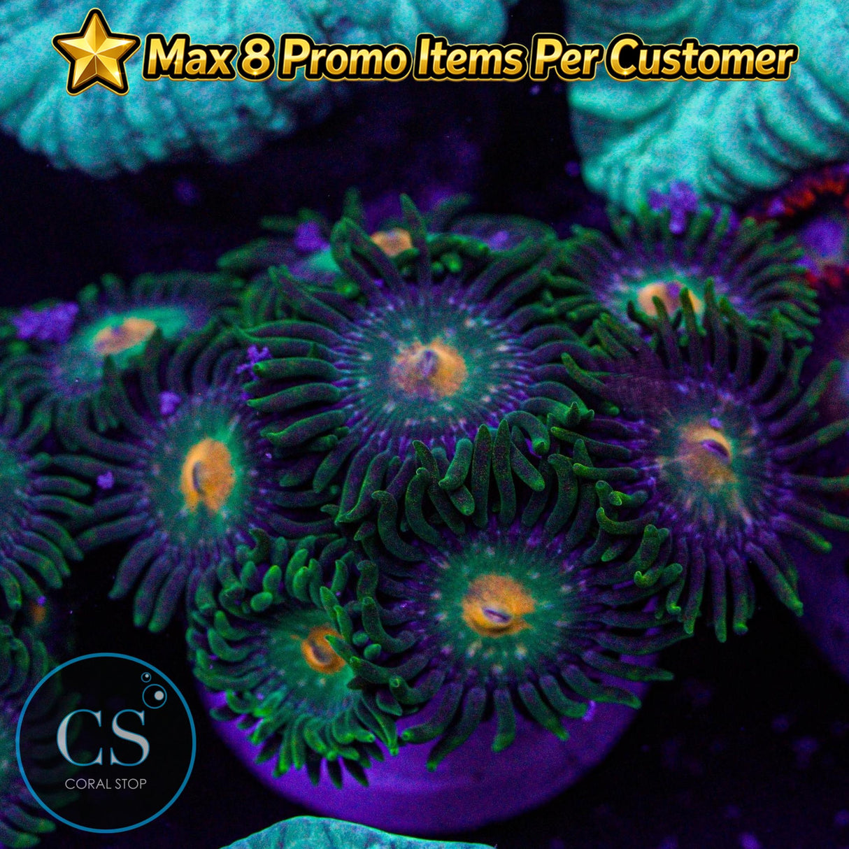 Green Bay Packers Zoa