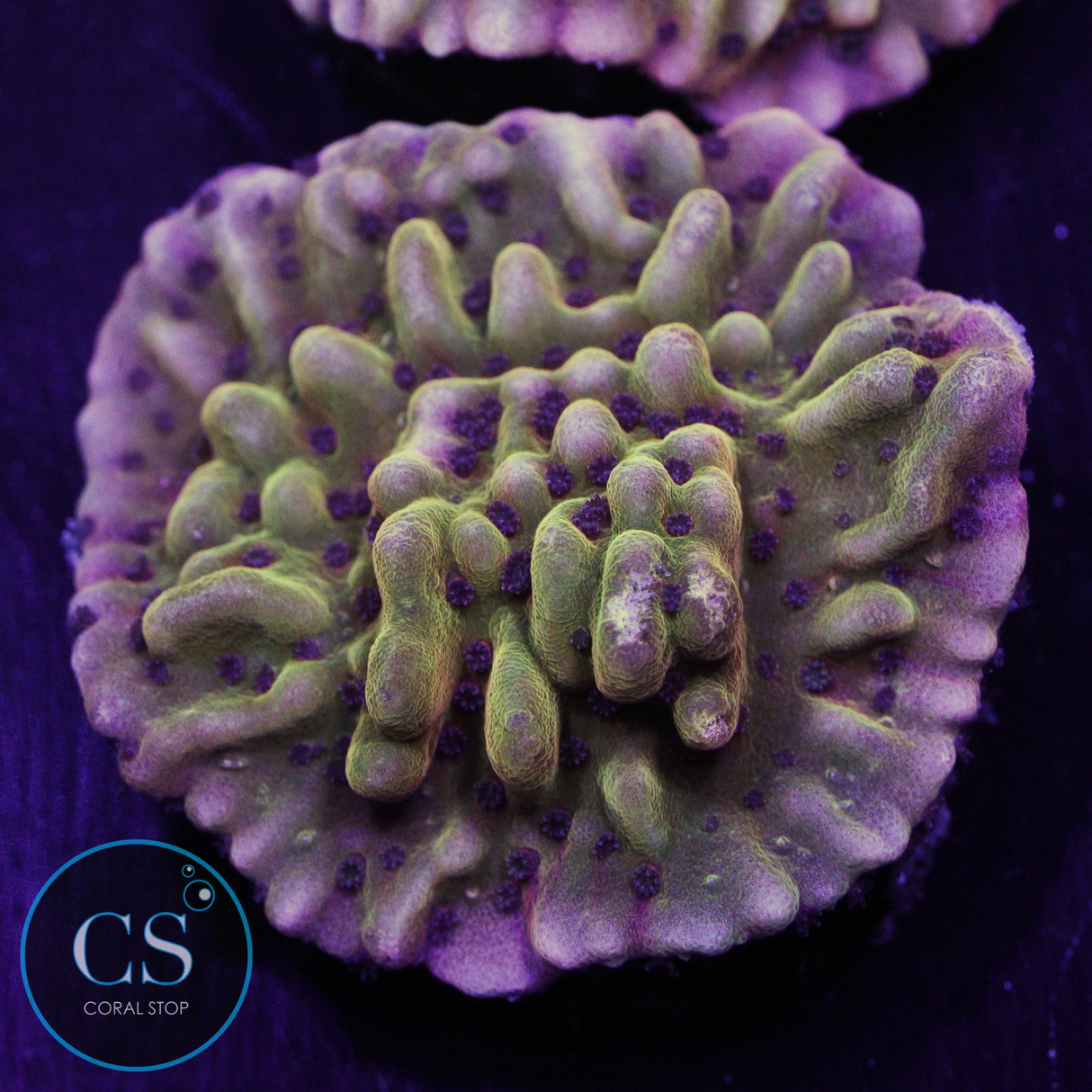 Scatter Brain Montipora