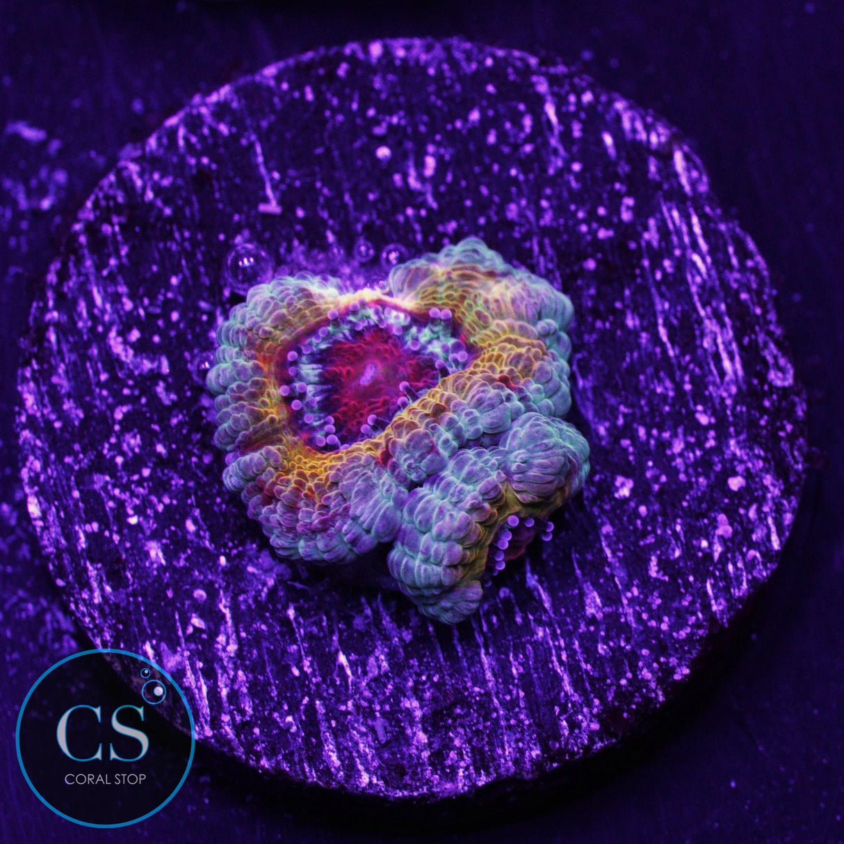 Coral Exotic Candyland Acan