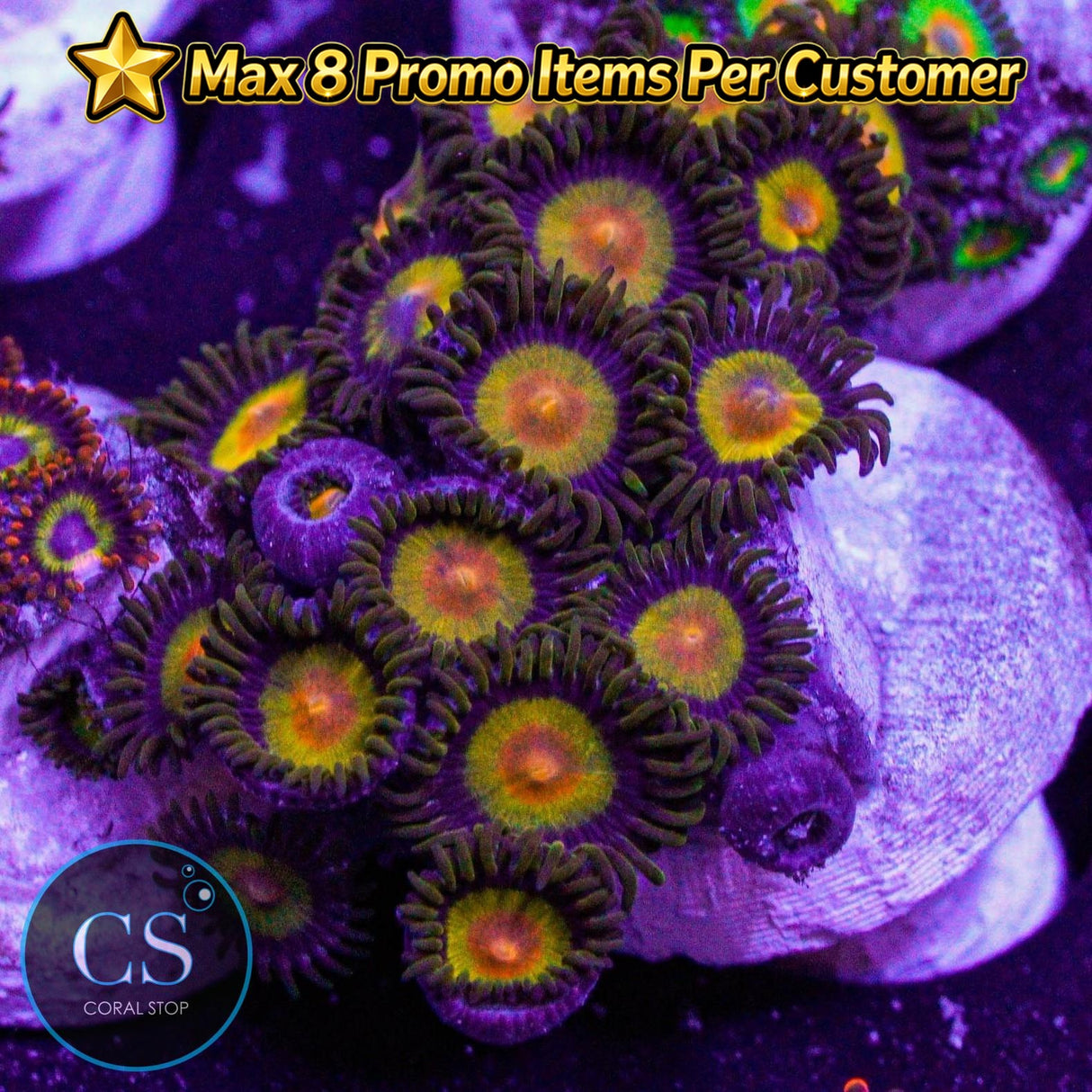 Tutti Frutti Zoa