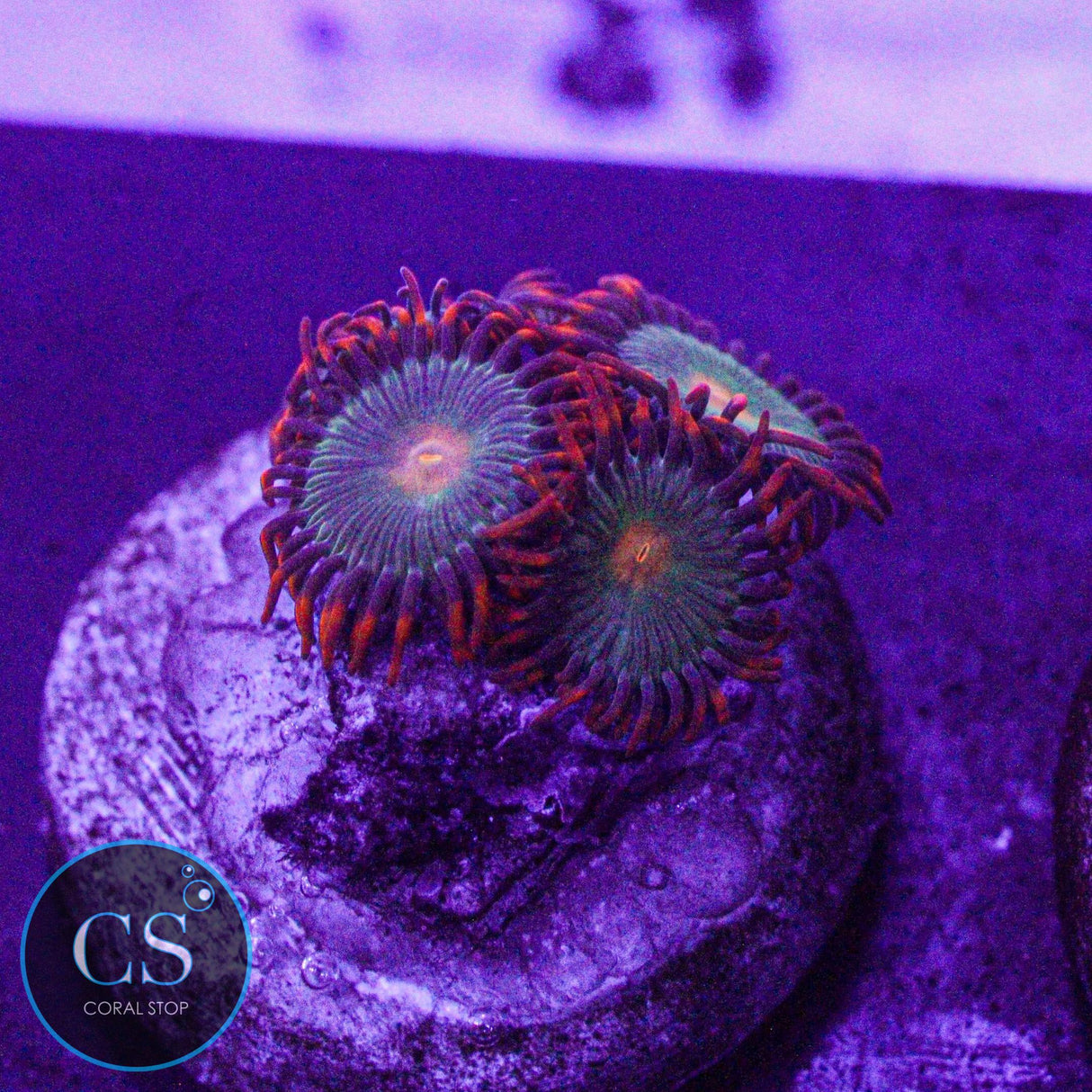 Gatorade Zoa