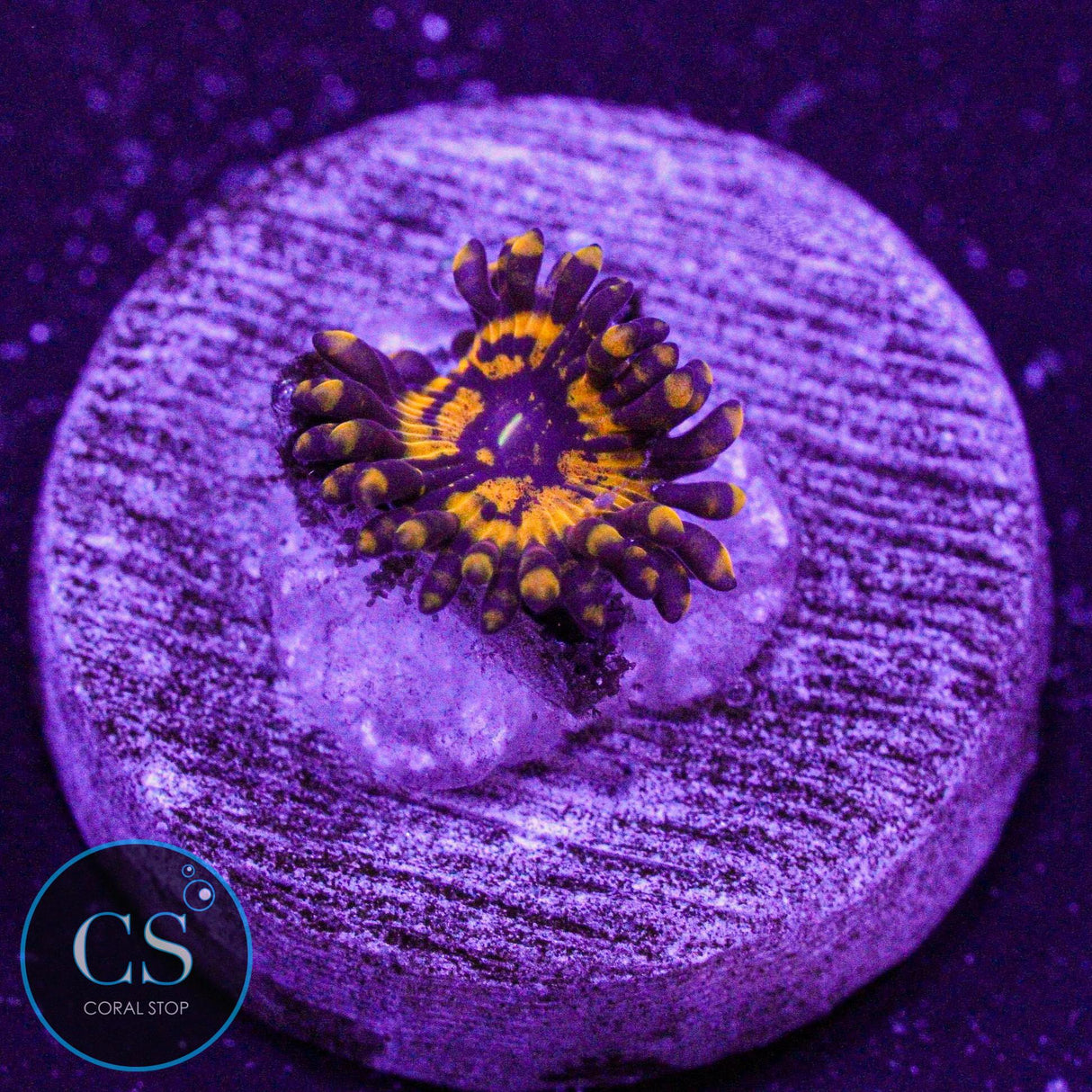 Spellbinder Zoa