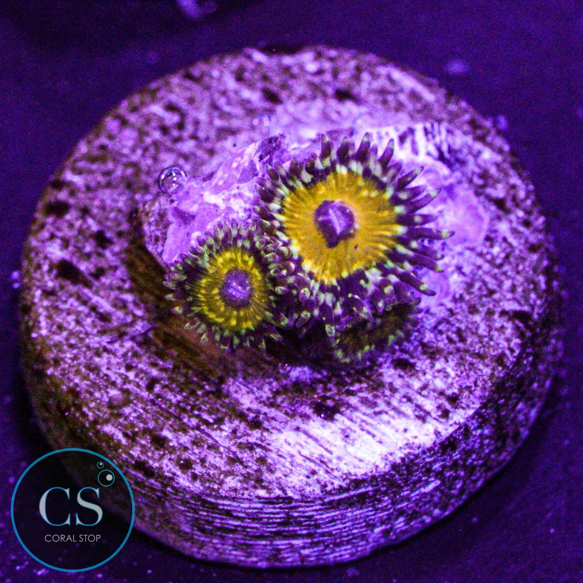 NYRA God Beast Zoa