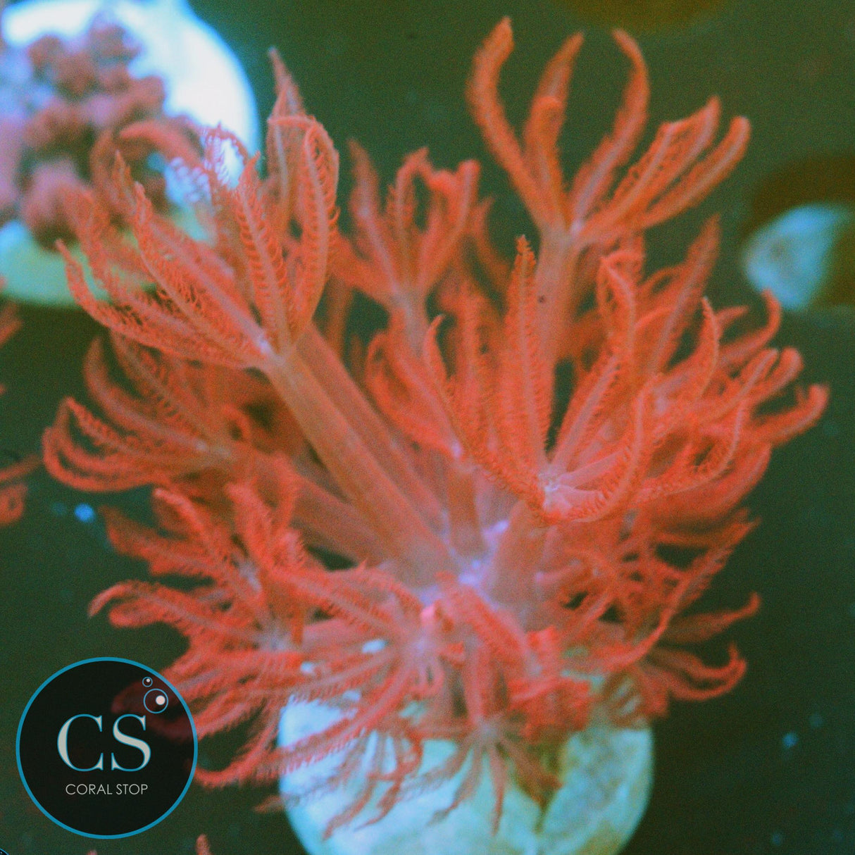 RARE RED PULSING XENIA