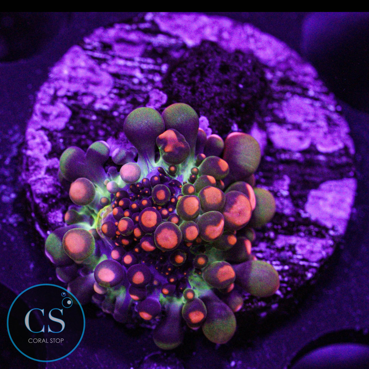 Godzilla Bounce Mushroom