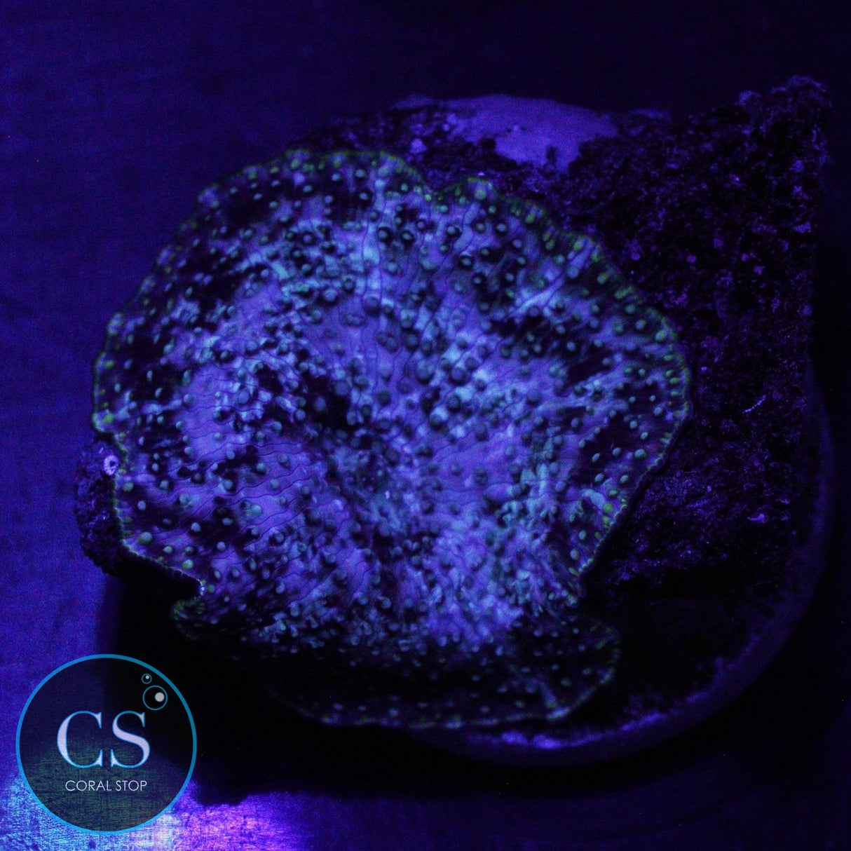 URANIUM GAS MUSHROOM