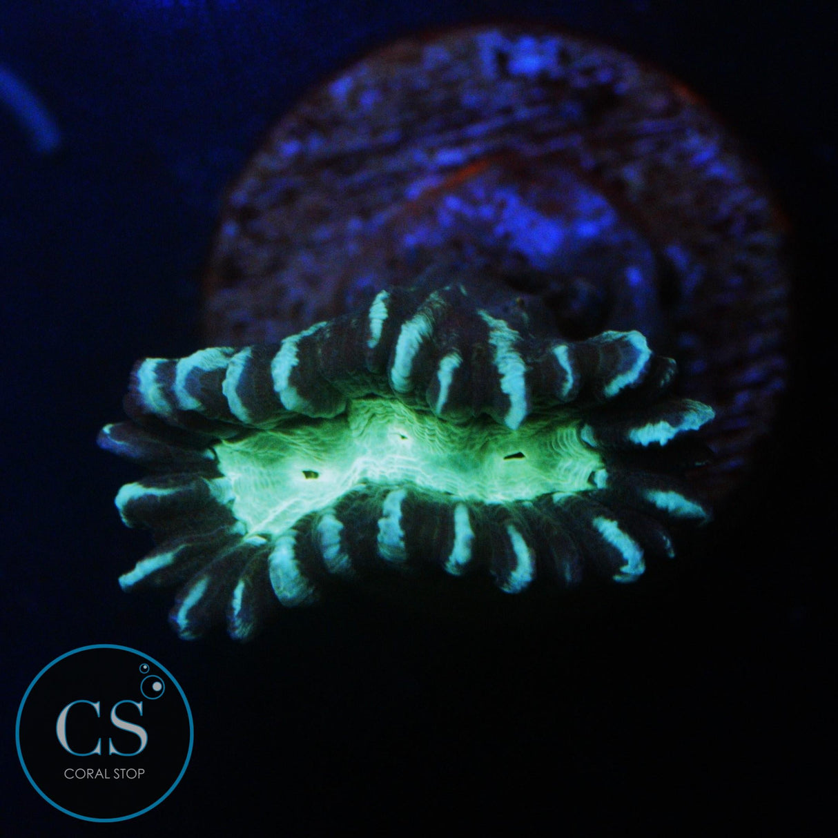 ALIEN EYE CANDY CANE