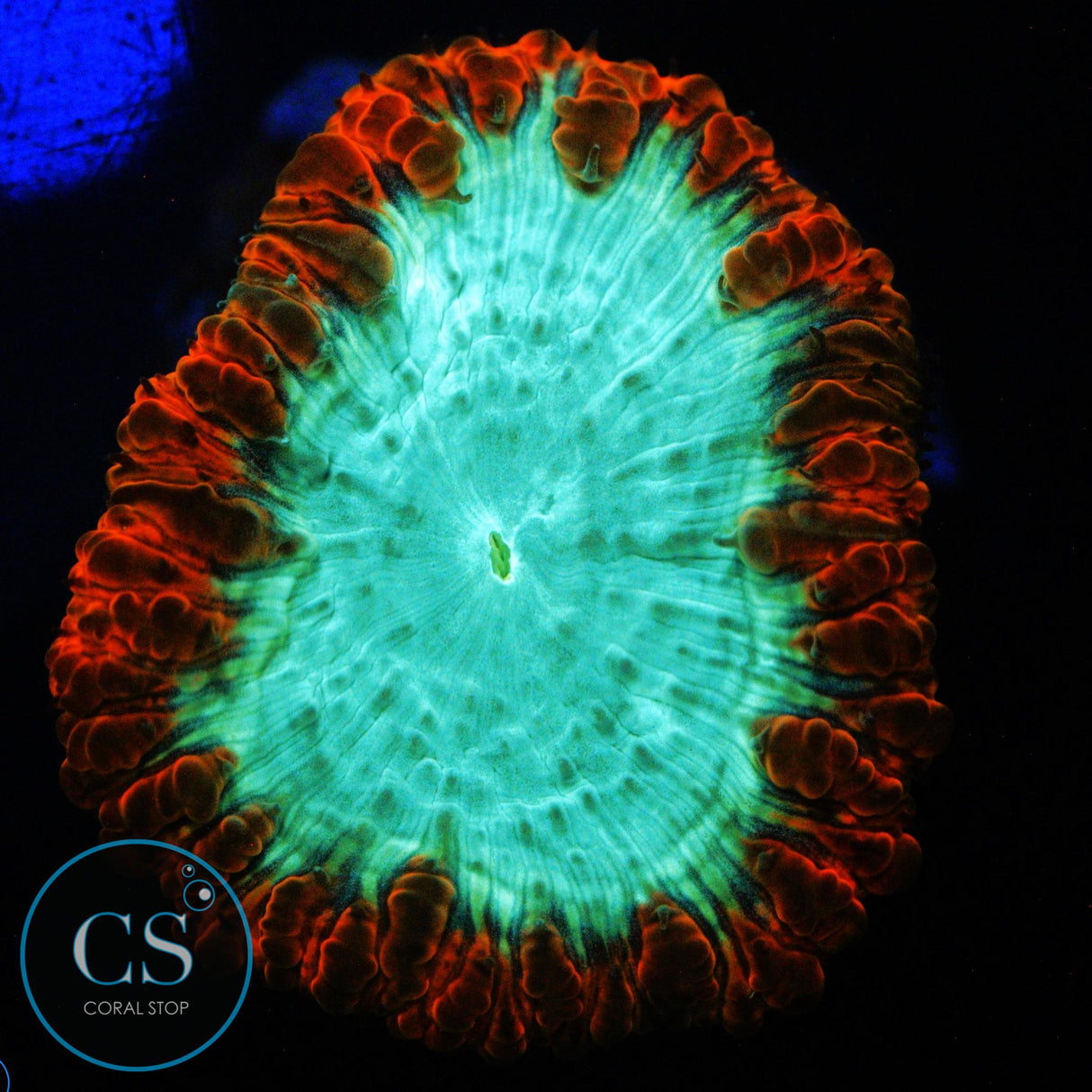 RED AND GREEN BLASTO