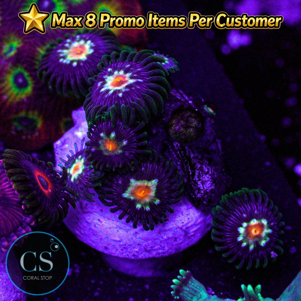 JF Stargazer Zoa