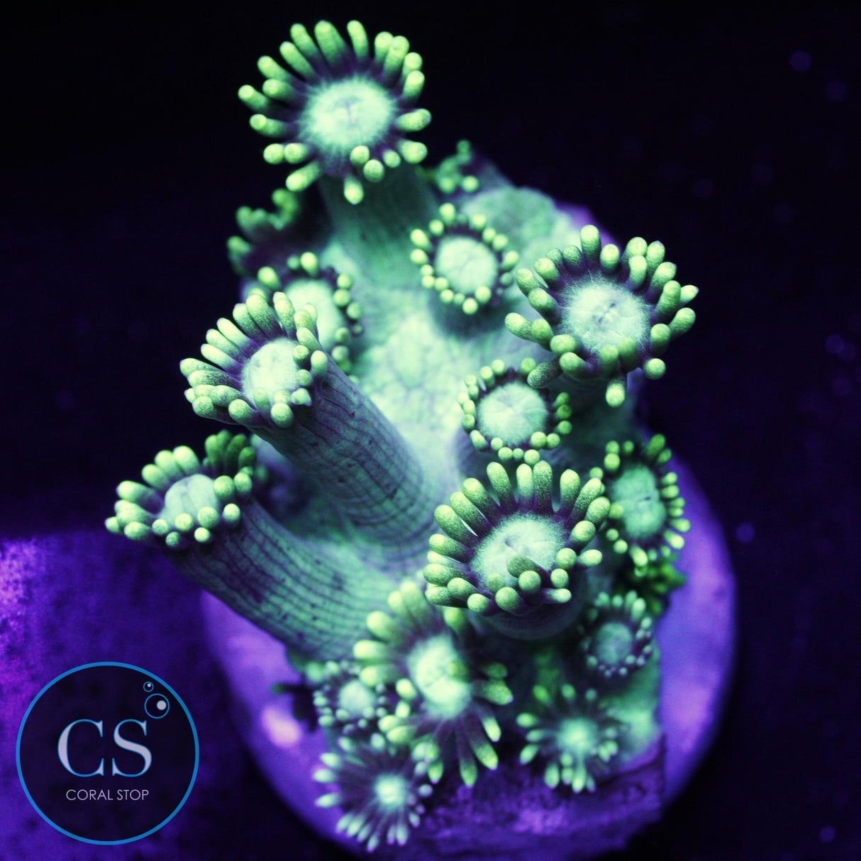 Green Highlight Goniopora