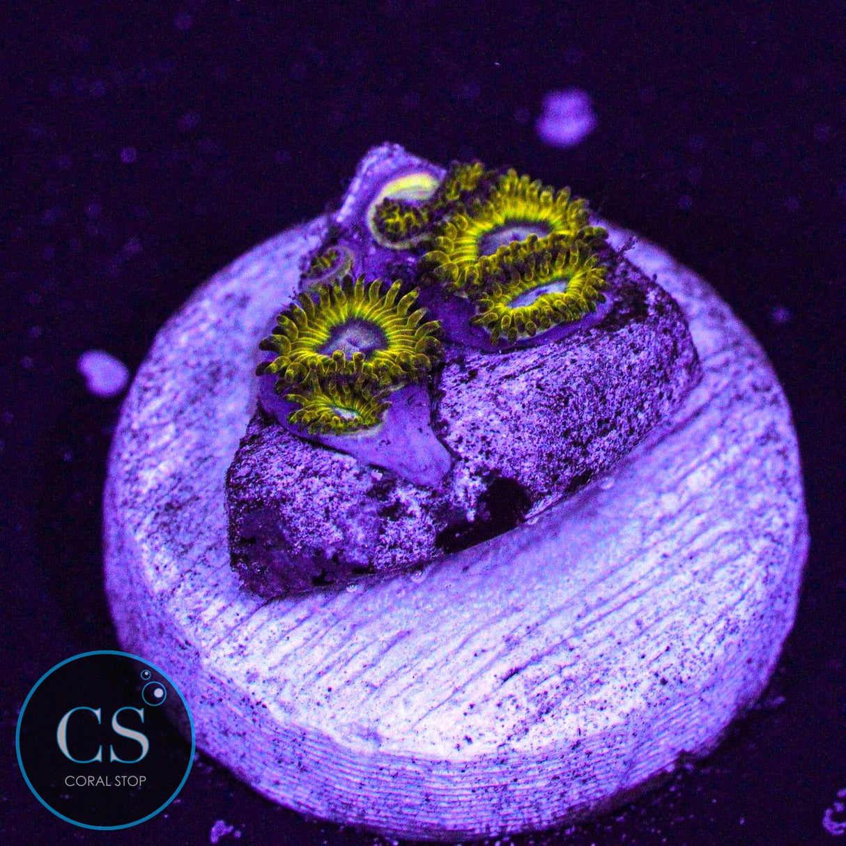 Pikachu Zoa