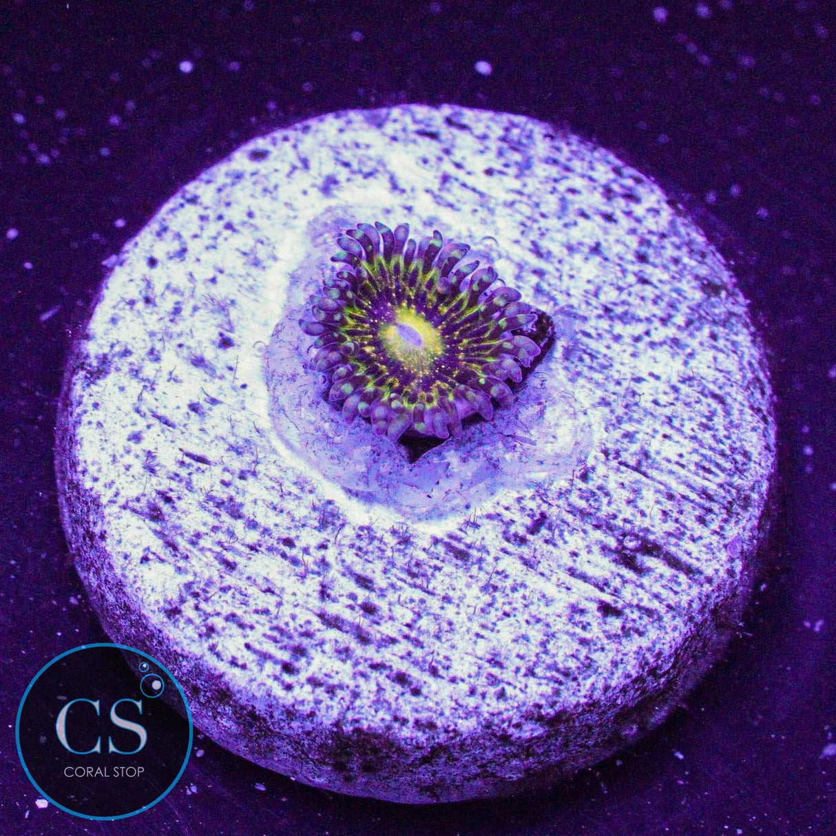 Grim Reaper Zoa